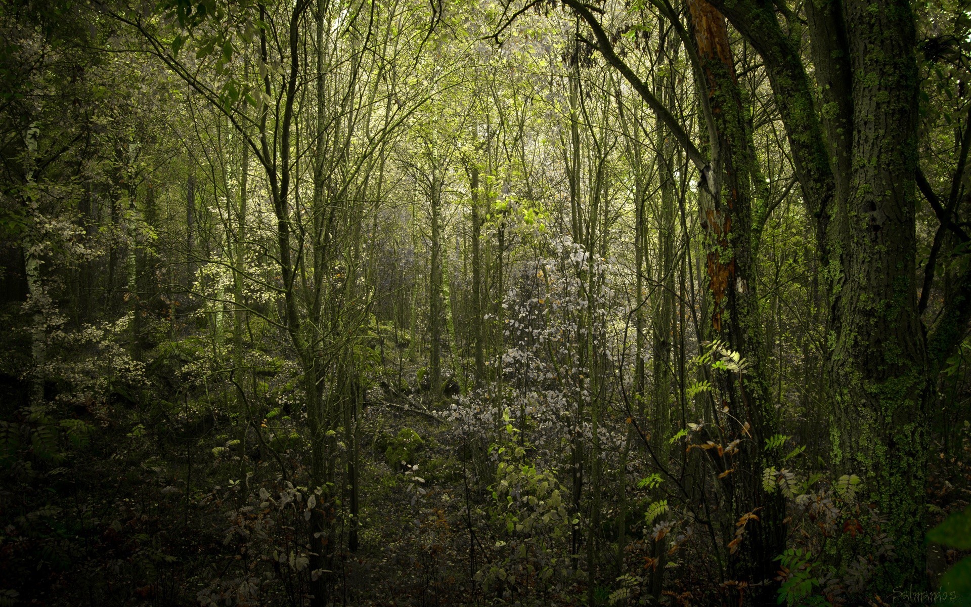 forêt bois feuille nature arbre paysage parc luxuriante forêt tropicale environnement aube flore automne brouillard croissance à l extérieur brouillard