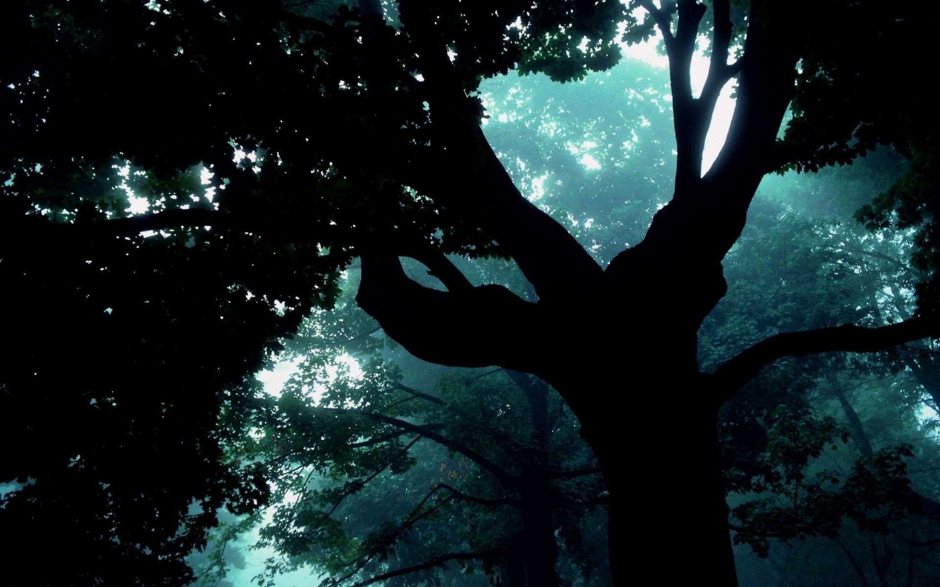 floresta natureza árvore paisagem ao ar livre retroiluminado água escuro luz