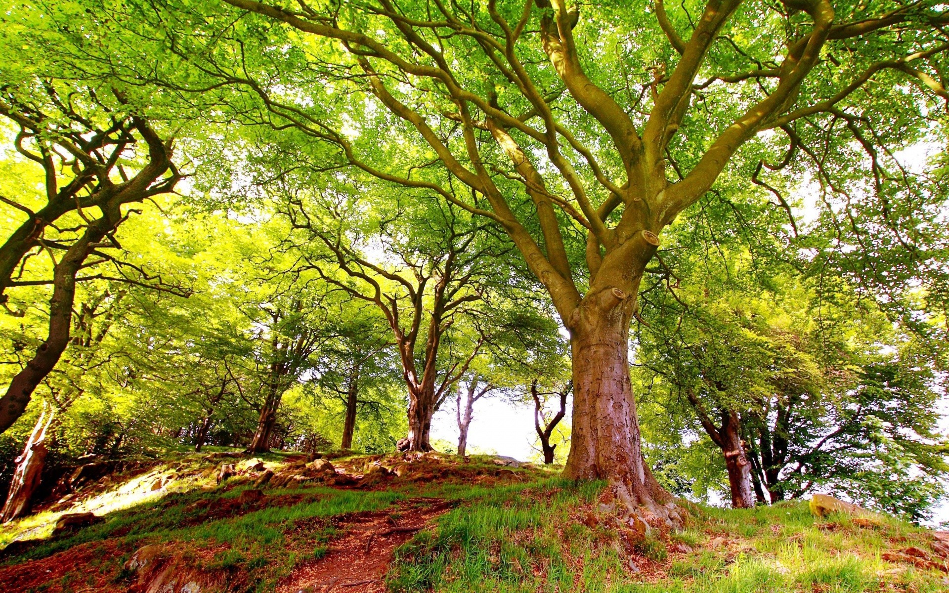 forest tree nature wood landscape leaf park fair weather environment trunk branch flora season rural fall lush sun scenic scenery bark