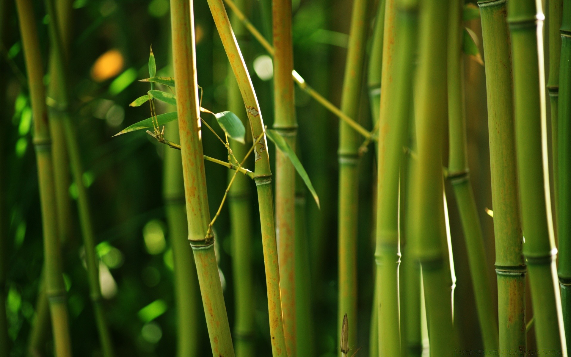 bosque bambú hoja flora crecimiento exuberante naturaleza cáscara jardín frescura ecología medio ambiente tropical lluvia hierba botánico primer plano