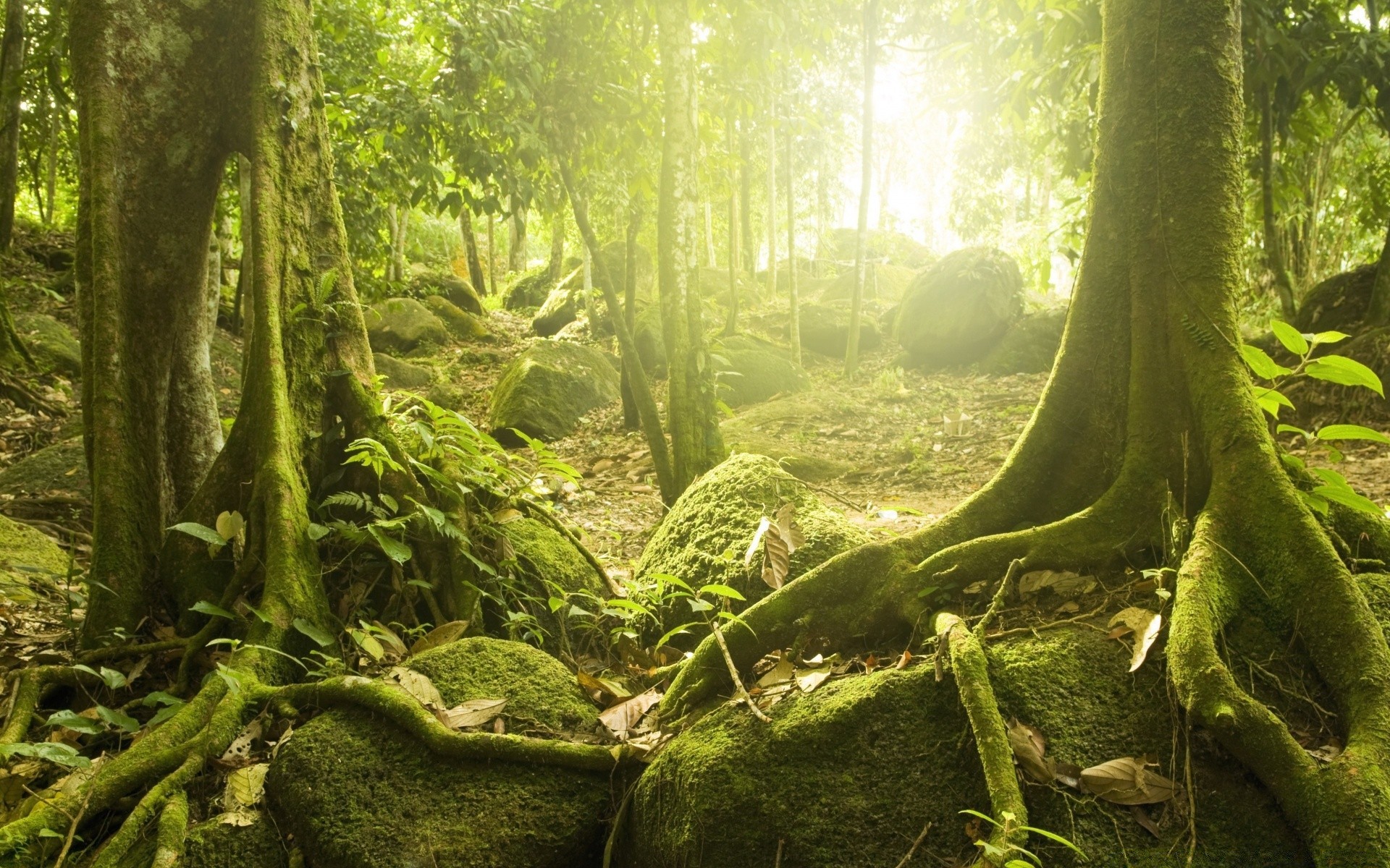 forest wood nature tree rainforest leaf moss flora landscape environment fern root jungle lush