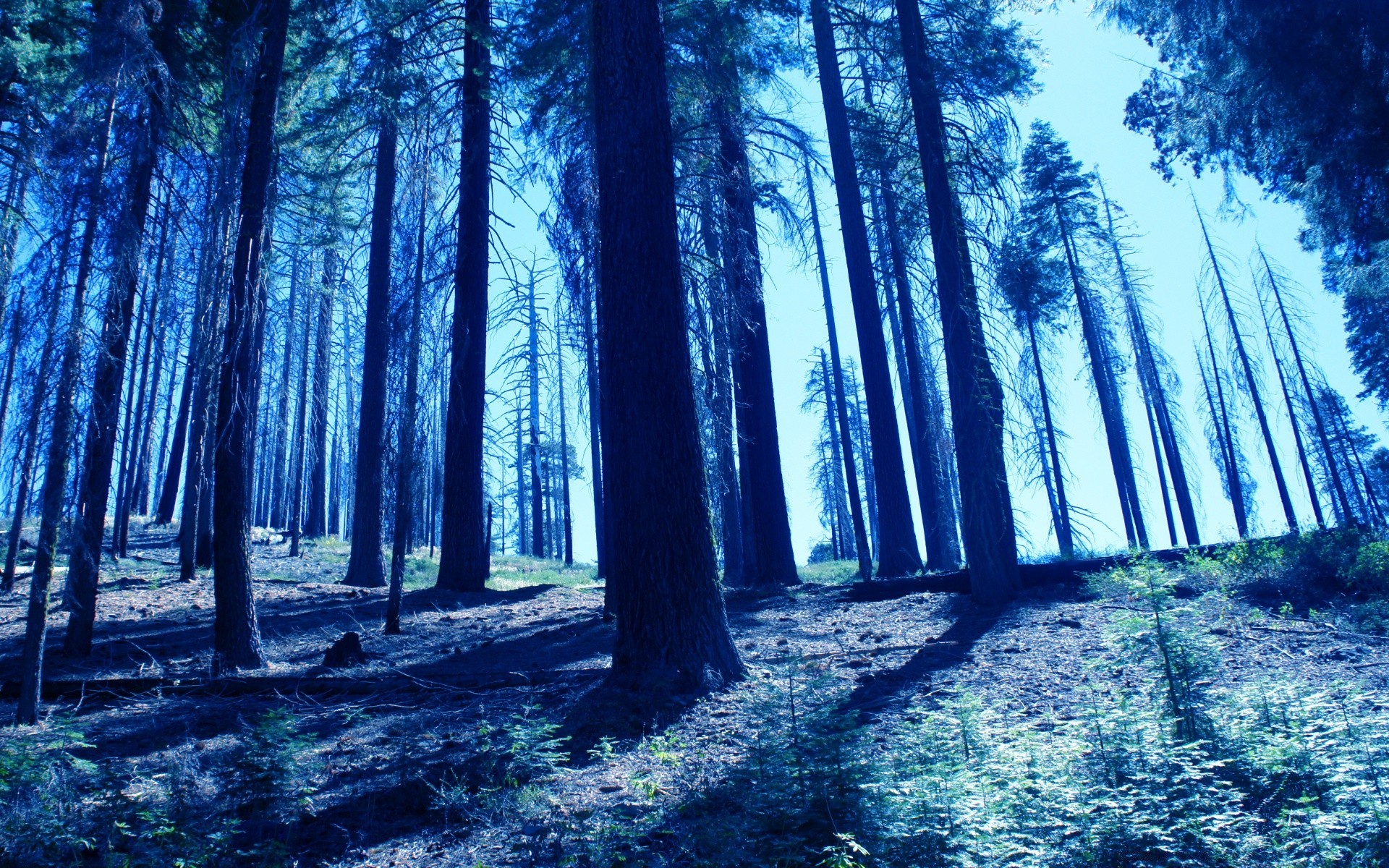 bosque árbol madera paisaje amanecer luz naturaleza nieve niebla invierno escarcha escénico buen tiempo niebla frío parque temporada sombra sol al aire libre