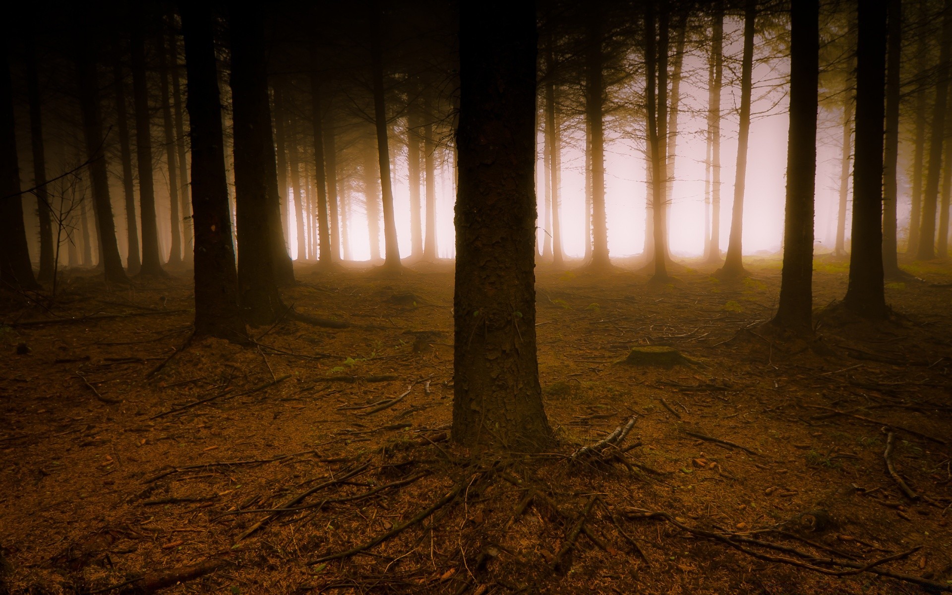 forest light shadow dark eerie wood backlit landscape dawn mystery tree sun moody fog sunset