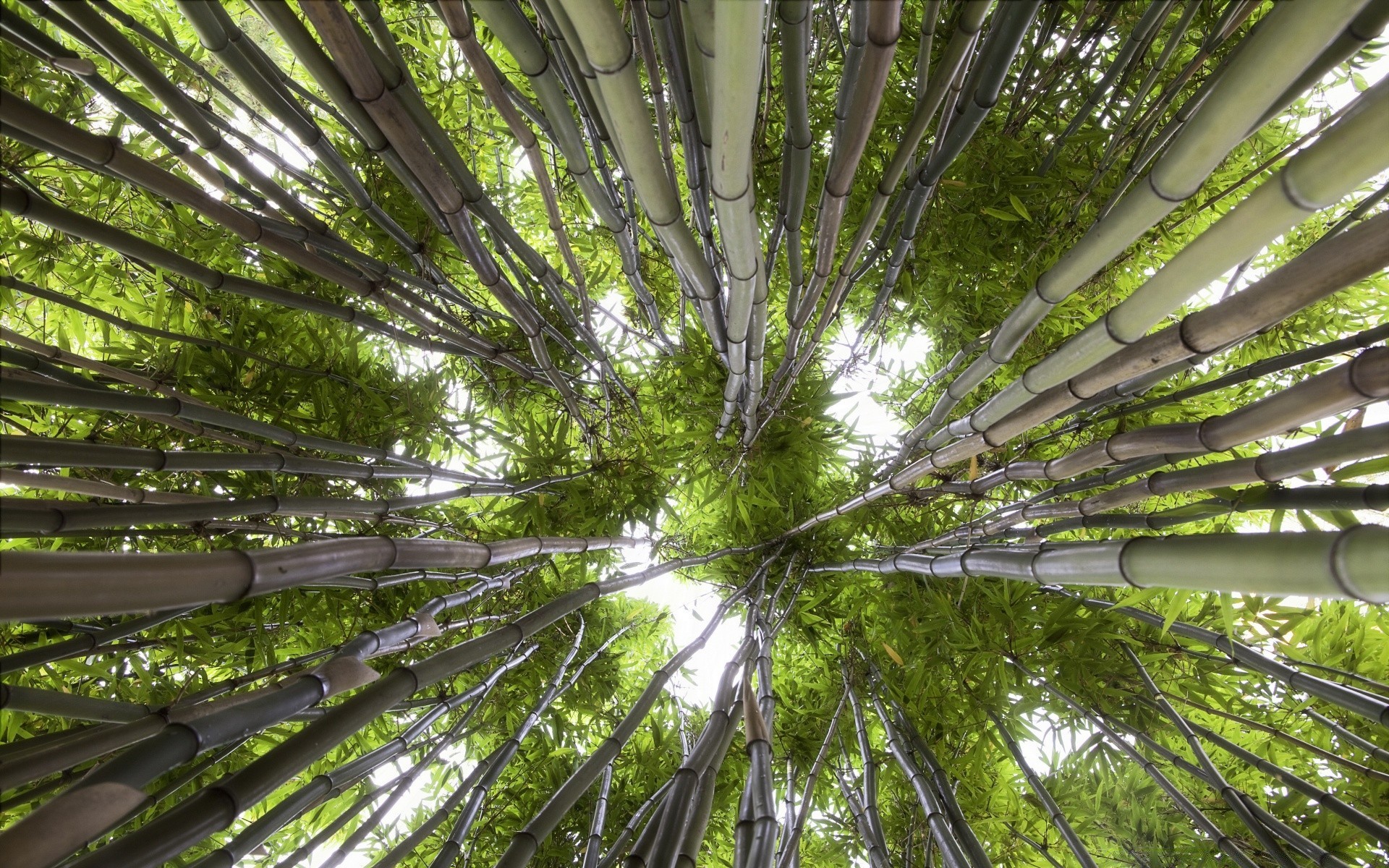 wald blatt holz natur flora holz bambus üppig tropisch umwelt sonne licht wachstum sommer gutes wetter schale dschungel zweig landschaft hell