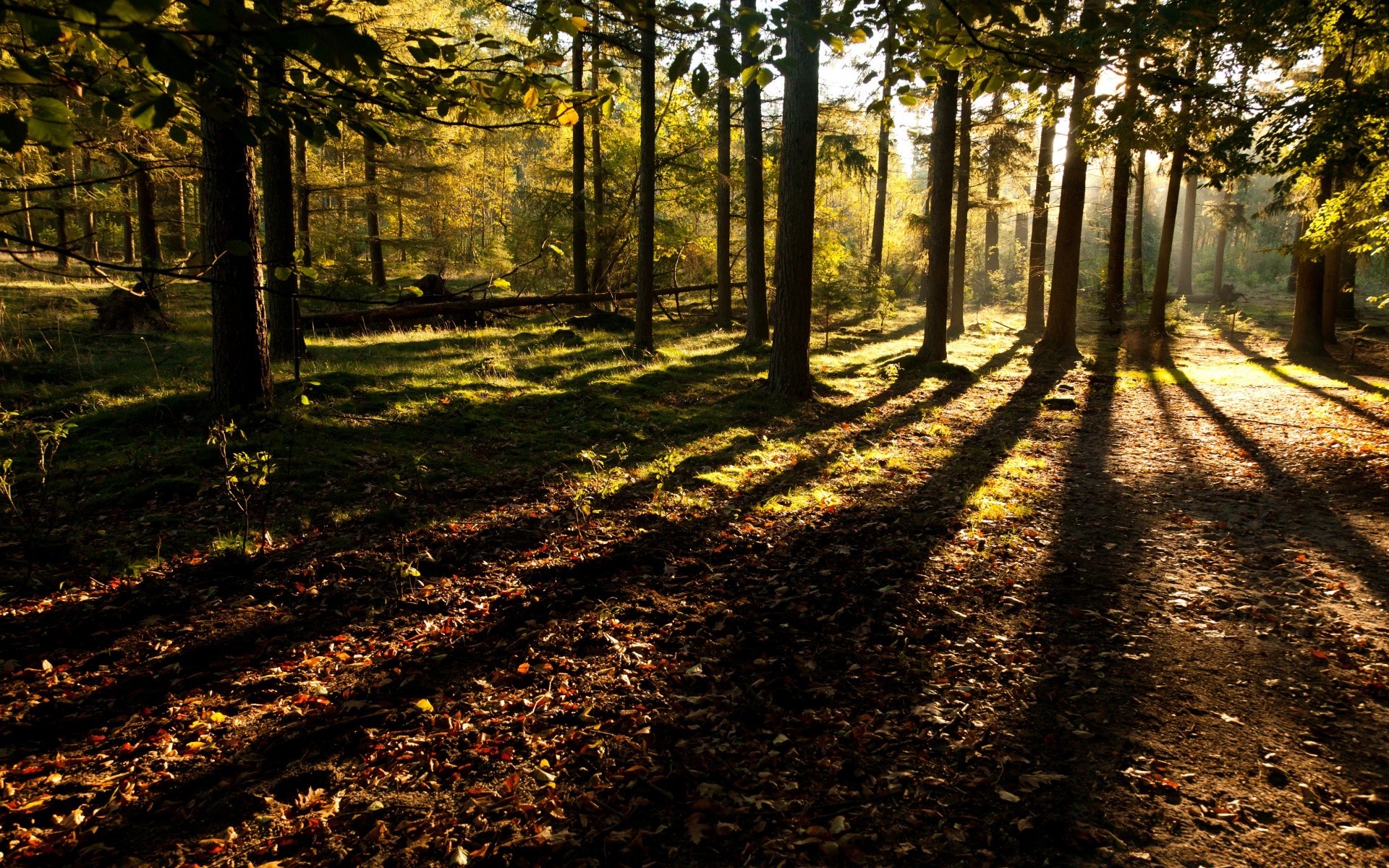 foresta albero legno paesaggio guida foglia natura strada autunno parco luce alba ombra sole bel tempo all aperto scenico