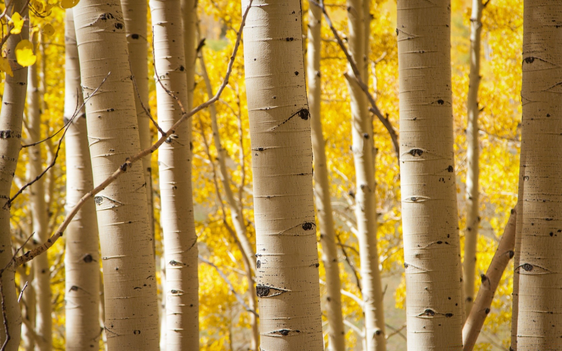 bosque otoño madera hoja oro color naturaleza paisaje escritorio árbol buen tiempo corteza rama textura al aire libre brillante parque abedul