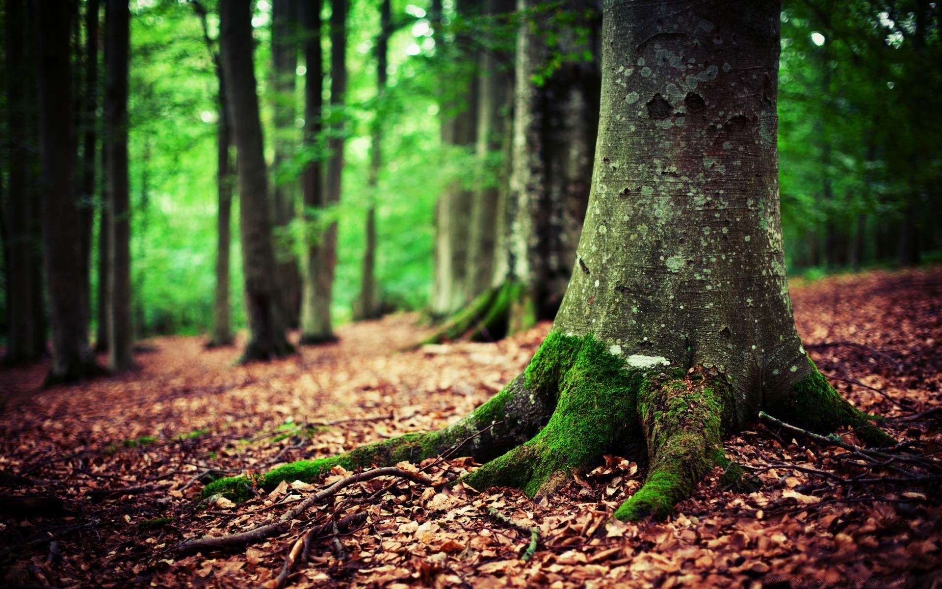 forest wood tree leaf nature fall park landscape moss trunk environment light outdoors season sun flora fair weather branch