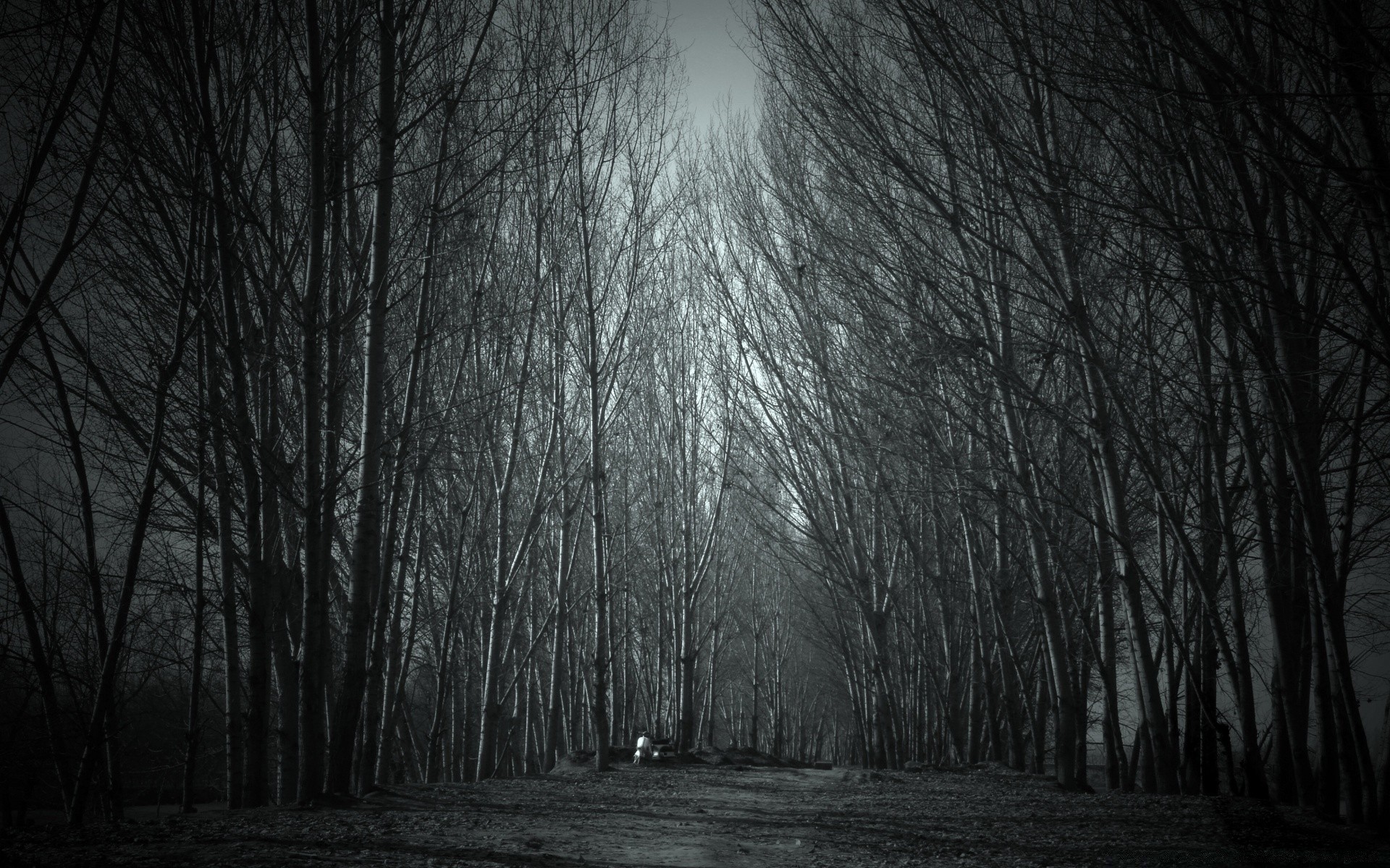 las drzewo mgła drewno jesień mgła krajobraz zima świt ciemny creepy natura czarno-biały monochromatyczny cień park śnieg liść