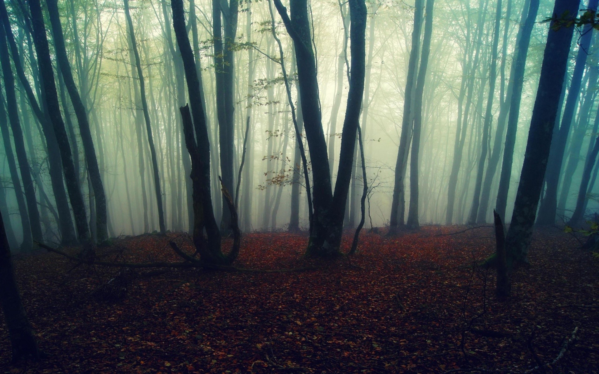 forest mist fog wood landscape fall dawn nature tree light sun haze mystery backlit shadow park leaf eerie fair weather