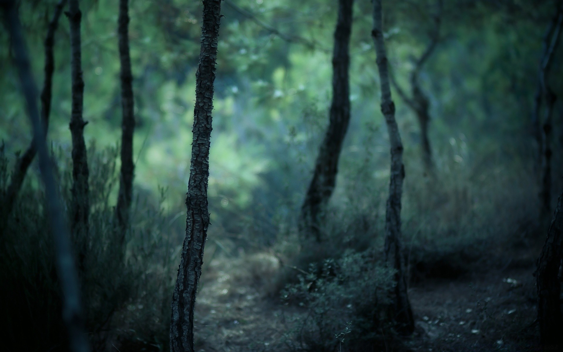 forêt bois nature arbre feuille paysage eau bureau à l extérieur beau temps brouillard