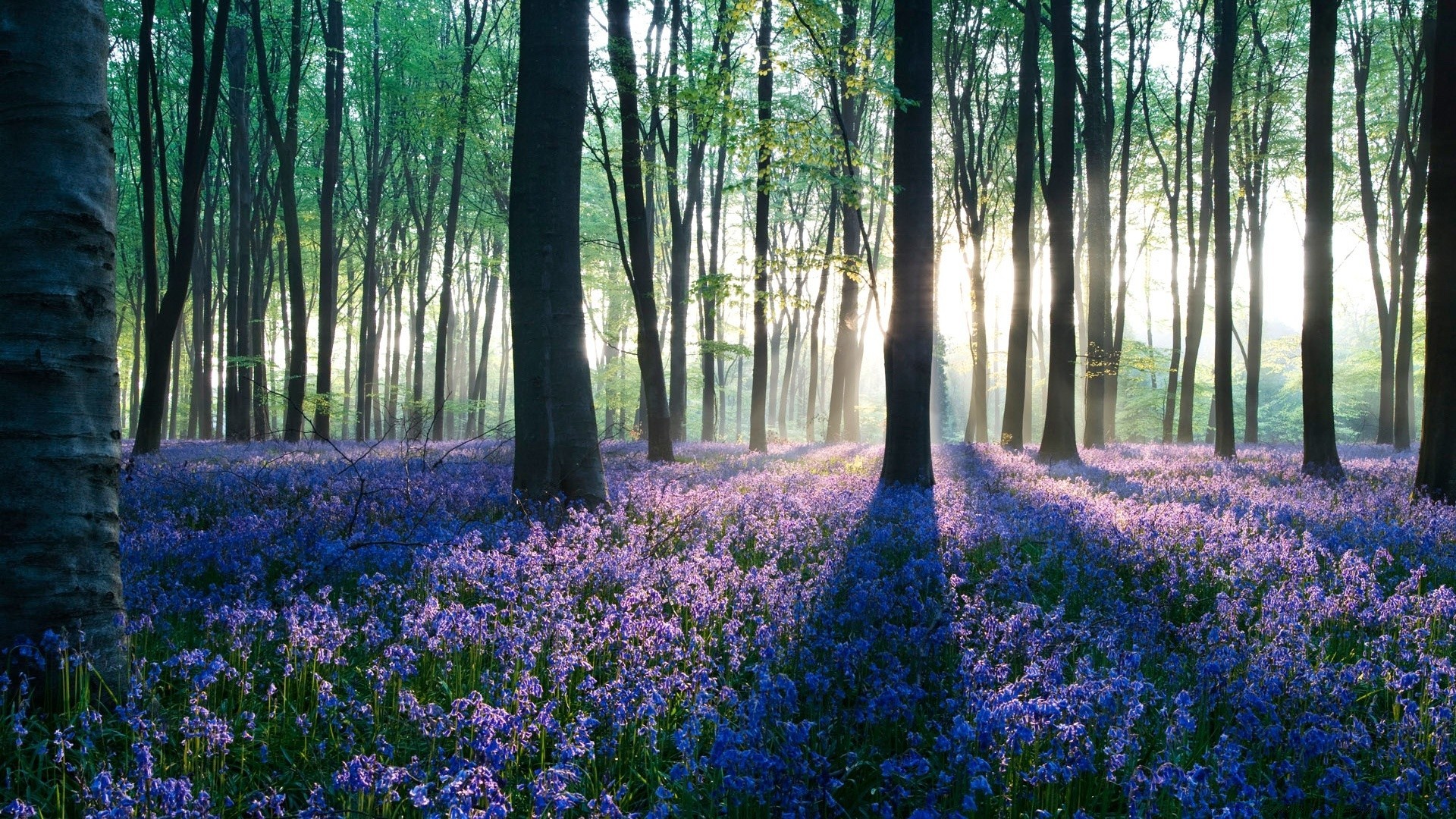 forêt fleur nature bois paysage flore jacinthe feuille tapis arbre parc printemps saison scénique environnement jardin extérieur couleur floral hêtre