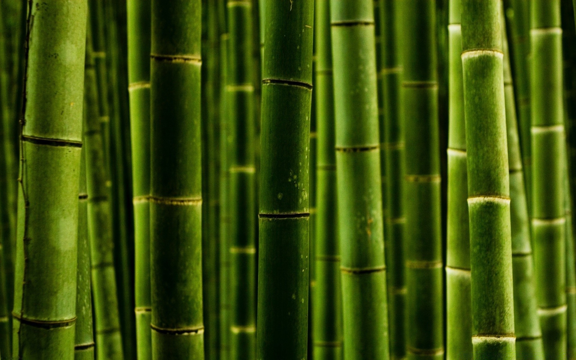 las liść bambusa zen flora wzrost bujna łuska harmonia natura tropikalne środowisko ogród tekstura ekologia pulpit linia sztuki