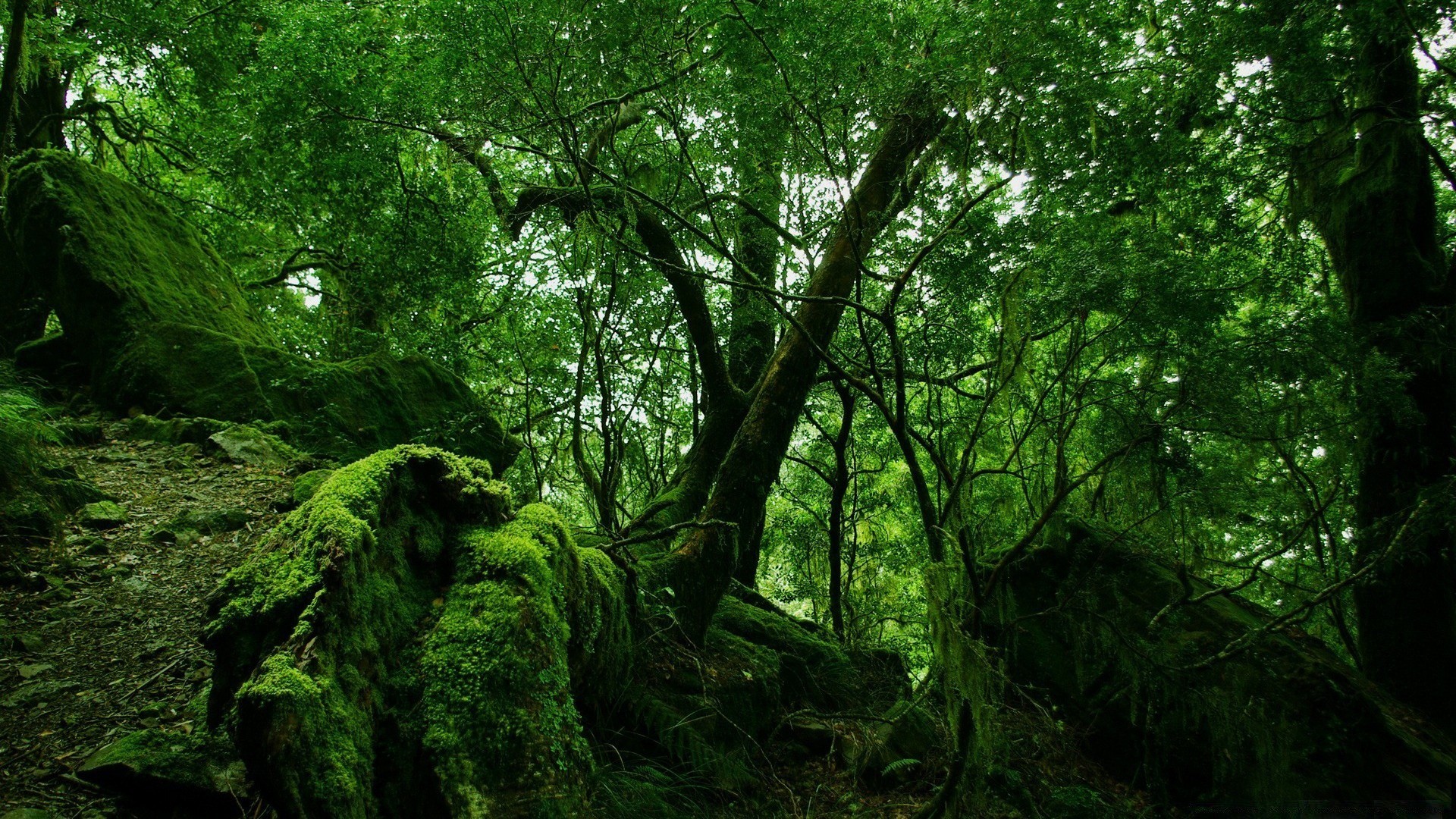 forest wood tree landscape leaf nature environment park lush moss trunk daylight branch scenic growth fair weather flora dawn outdoors mist