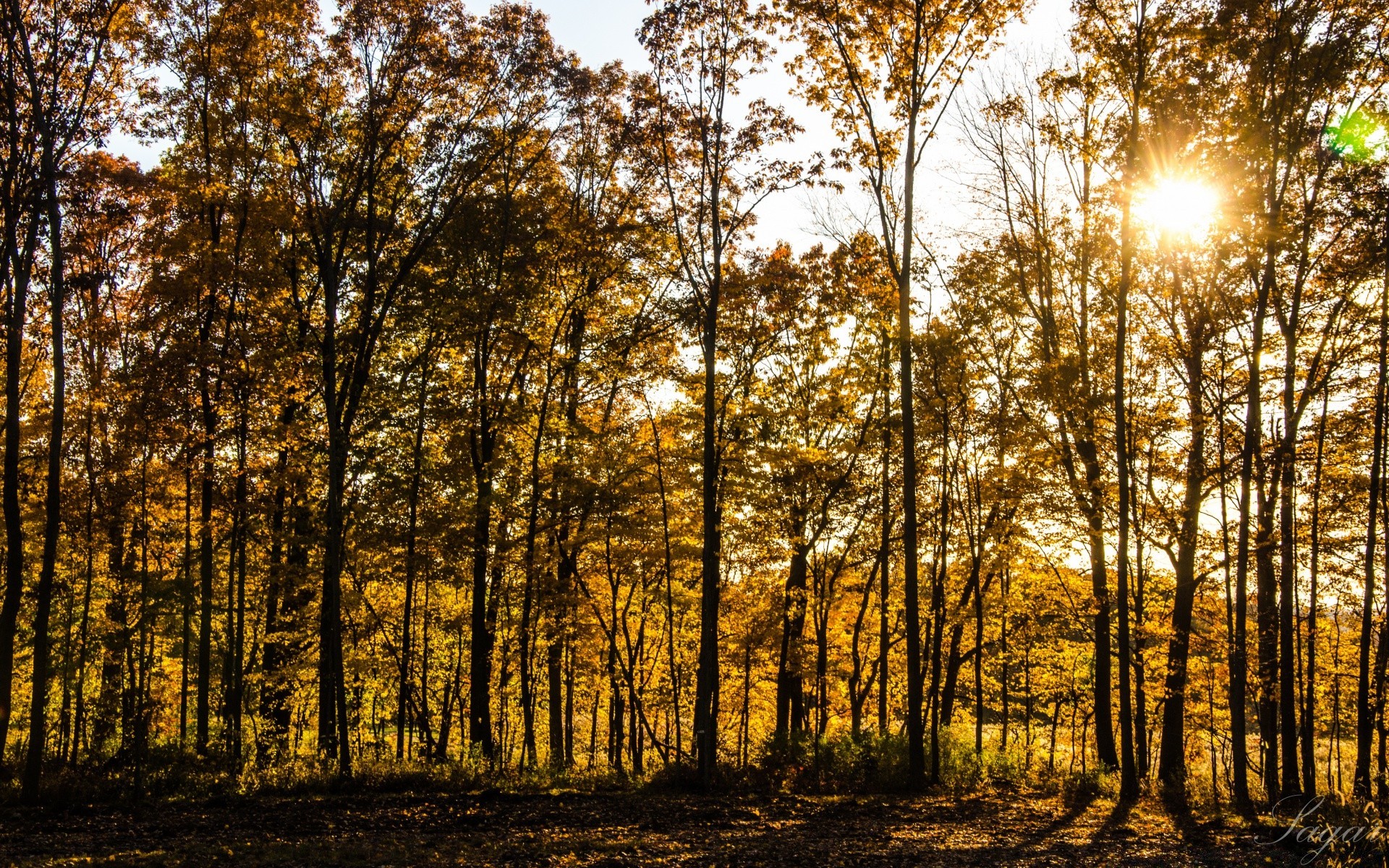 bosque madera buen tiempo naturaleza sol otoño hoja árbol paisaje amanecer al aire libre temporada brillante parque rama rural campo niebla medio ambiente sunbim