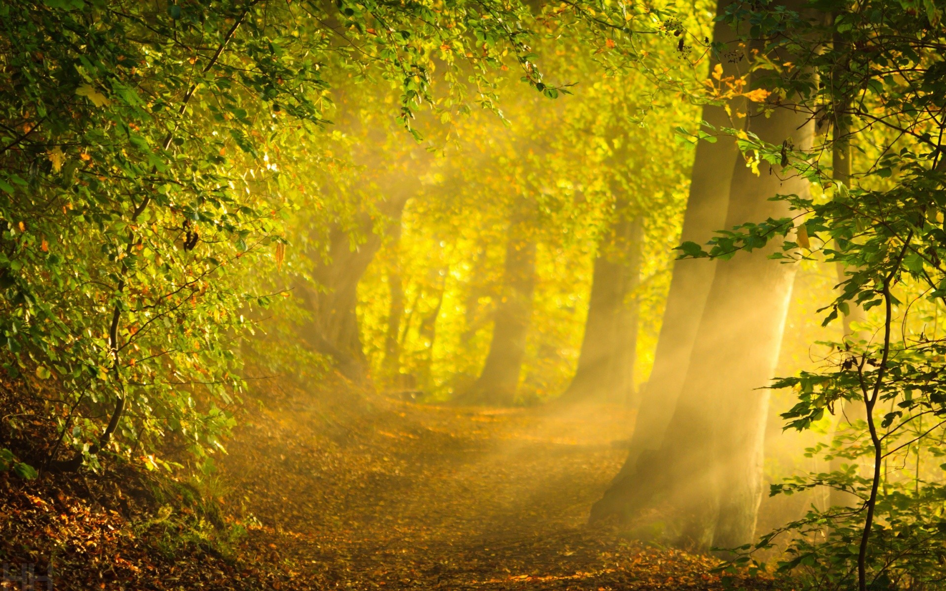 forest fall wood leaf tree mist landscape nature fog park dawn outdoors lush daylight light fair weather scenic bright