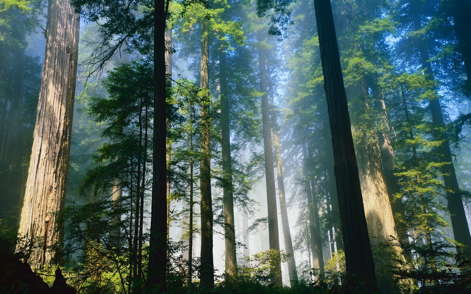 foresta legno albero paesaggio natura parco conifere scenico bel tempo luce del giorno ambiente foglia alba nebbia all aperto sole nebbia selvaggio evergreen autunno