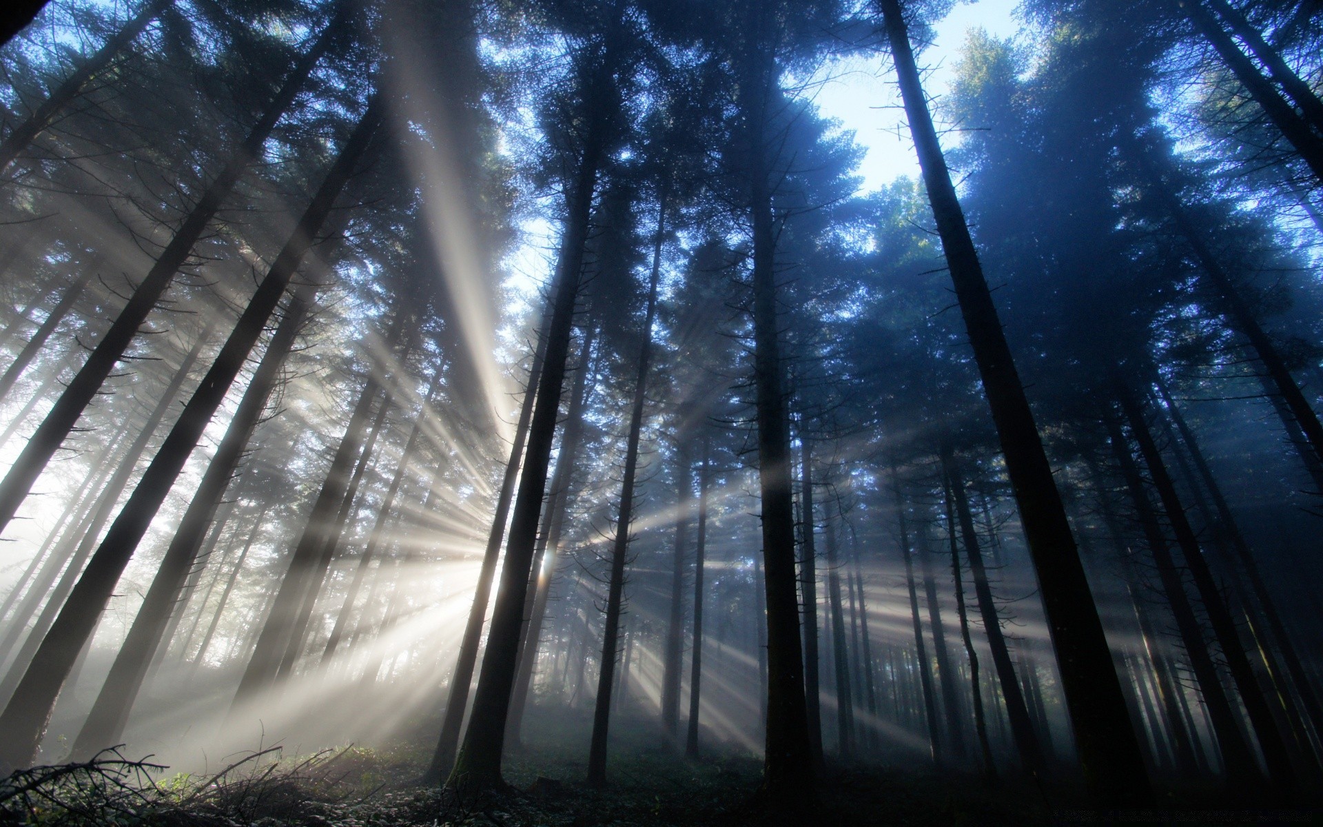 wald stadt licht reflexion baum urban landschaft natur dämmerung nebel haus