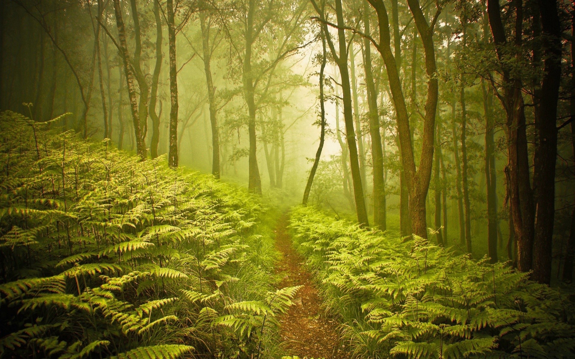 bosque madera hoja naturaleza paisaje árbol fern parque exuberante amanecer niebla medio ambiente sol selva tropical niebla otoño luz crecimiento al aire libre buen tiempo