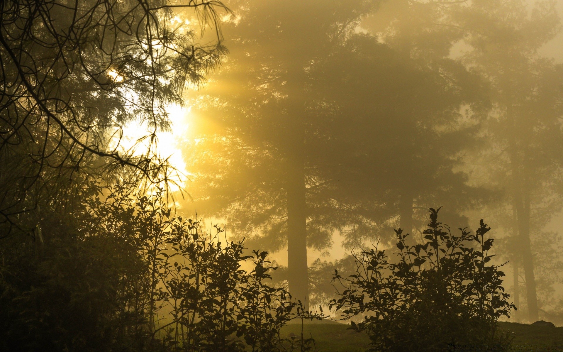 forest tree fog dawn landscape silhouette winter light mist wood nature sunset backlit outdoors sun