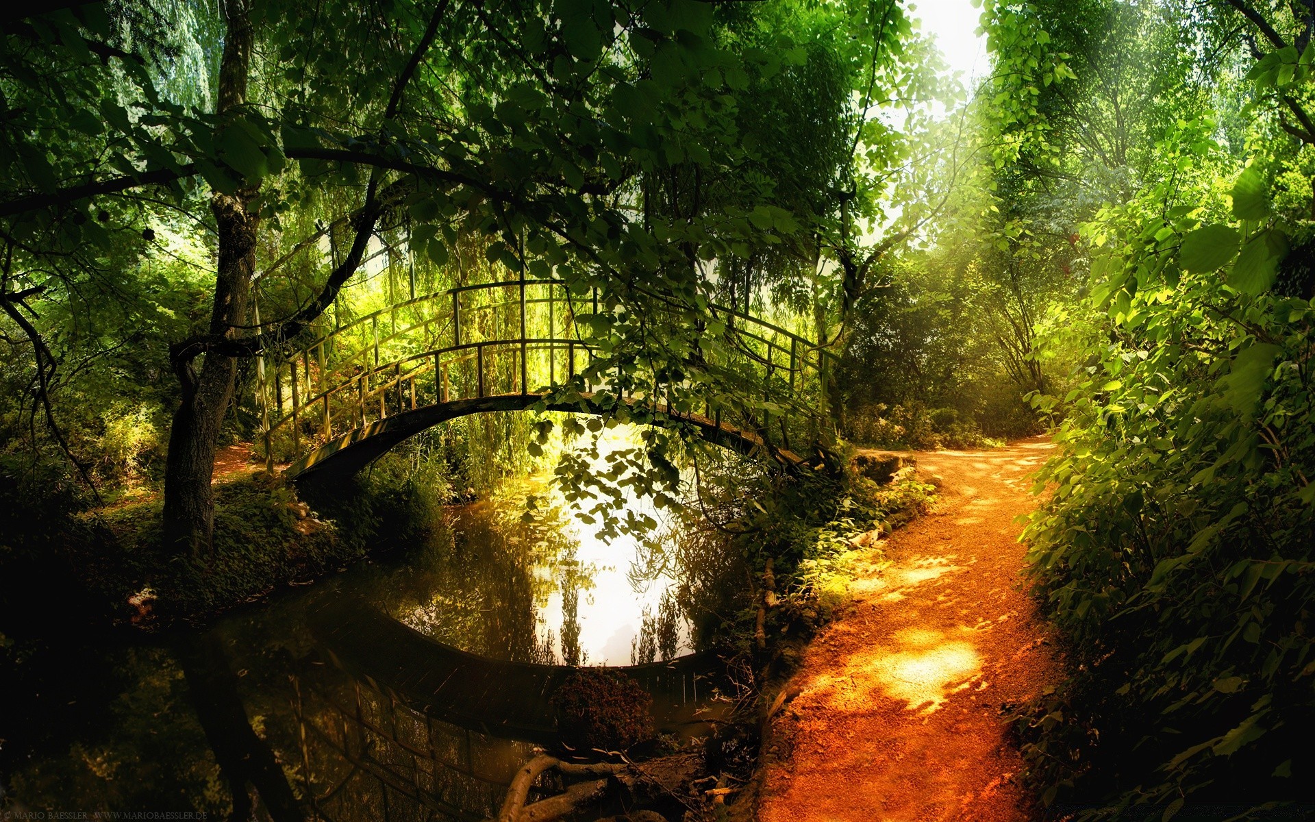 floresta madeira árvore paisagem folha natureza parque luz exuberante amanhecer outono bom tempo ao ar livre ambiente sol névoa viagem cênica