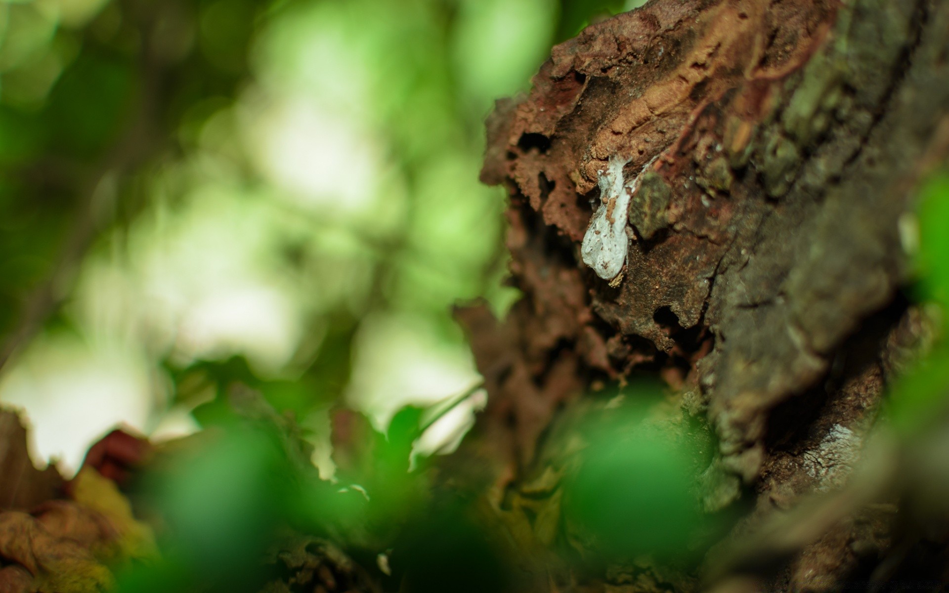 foresta legno foglia albero natura sfocatura all aperto autunno crescita estate