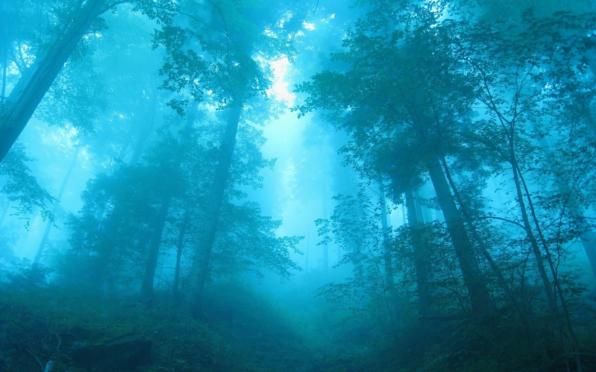 forêt environnement eau lumière bureau nature sous-marin