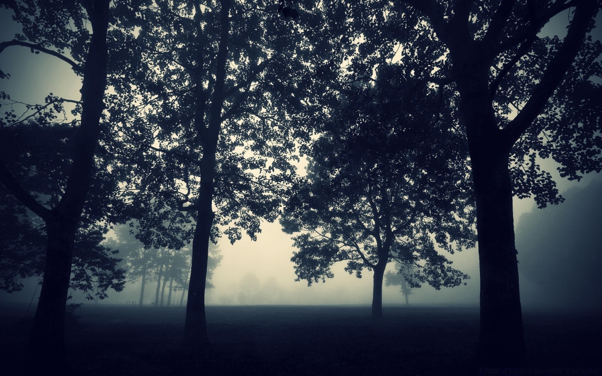 bosque árbol niebla amanecer madera paisaje niebla naturaleza iluminado sol hoja silueta buen tiempo rama