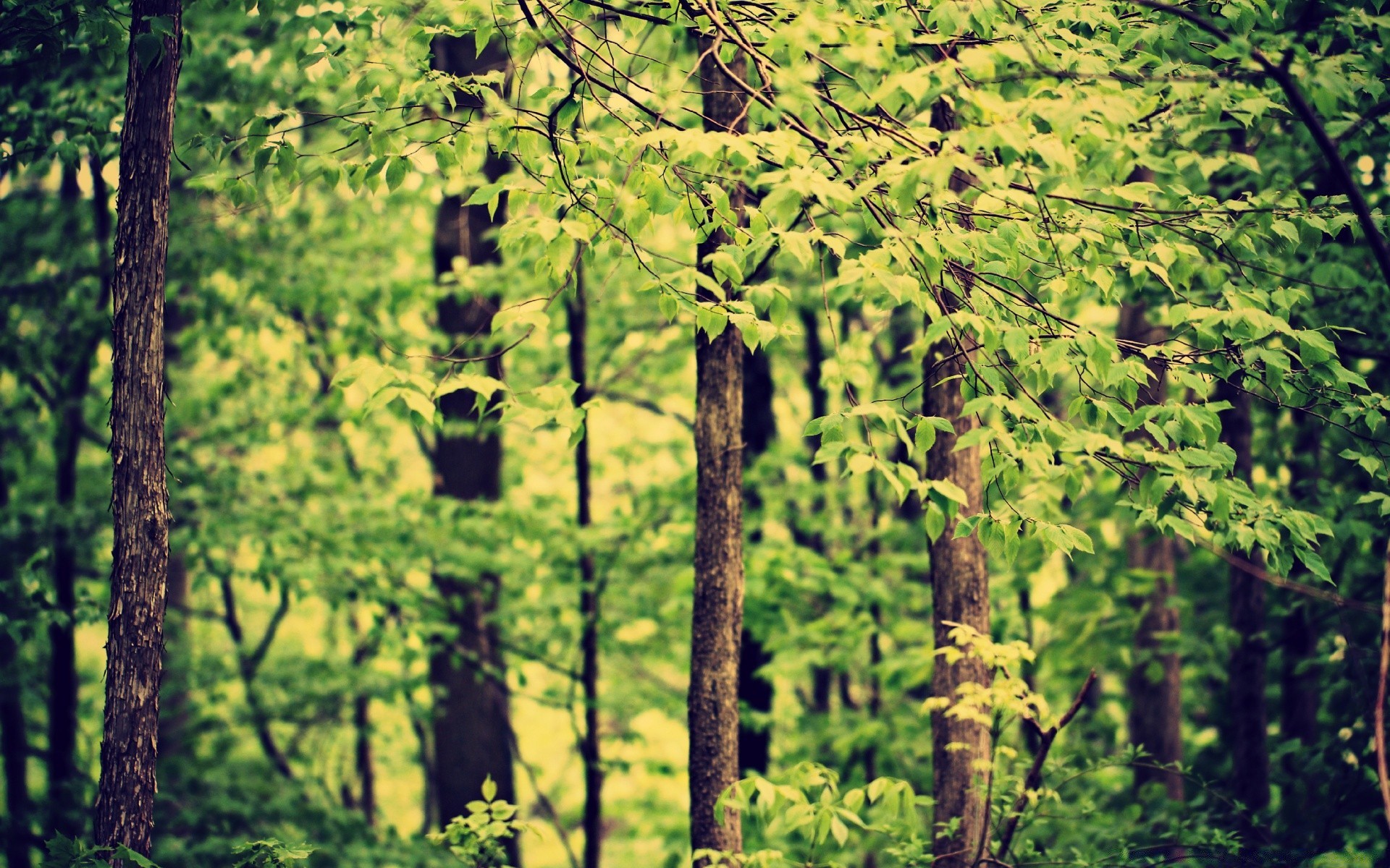 bosque madera árbol naturaleza paisaje hoja al aire libre escénico flora coníferas evergreen luz del día medio ambiente temporada parque paisaje escena verano crecimiento