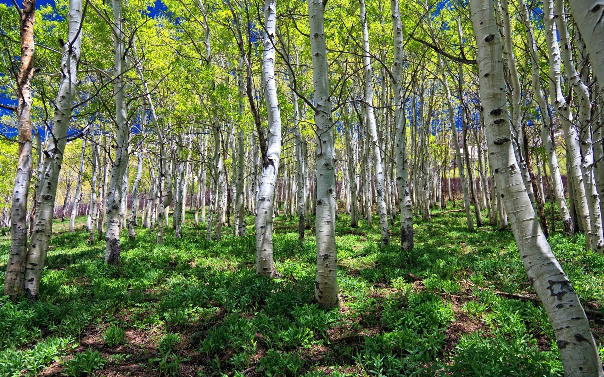 wald holz landschaft natur blatt baum szene medium kofferraum flora gutes wetter park landschaftlich landschaftlich landschaftlich spektakel saison üppig birke im freien