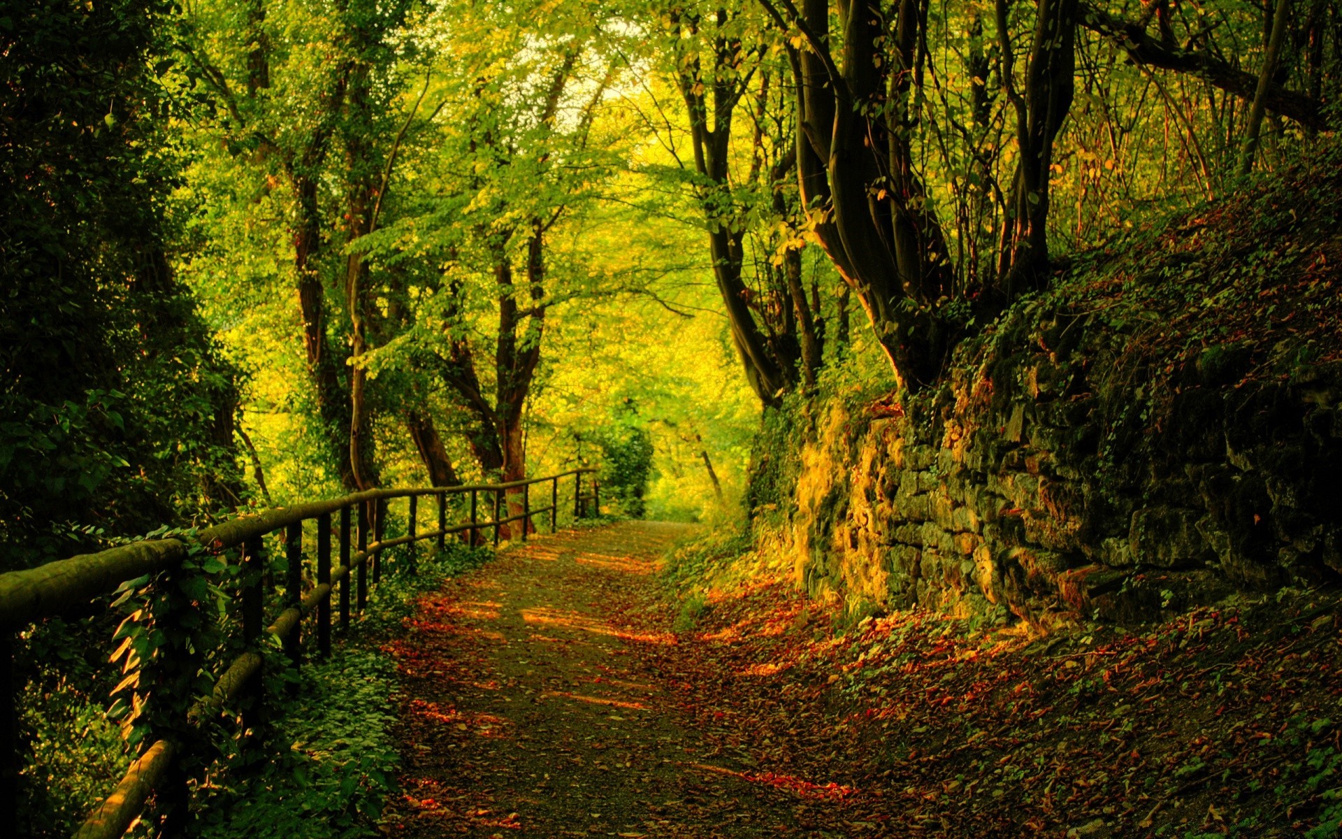 floresta madeira folha paisagem árvore outono natureza parque amanhecer ao ar livre exuberante bom tempo guia cênica caminho campo sol ambiente névoa