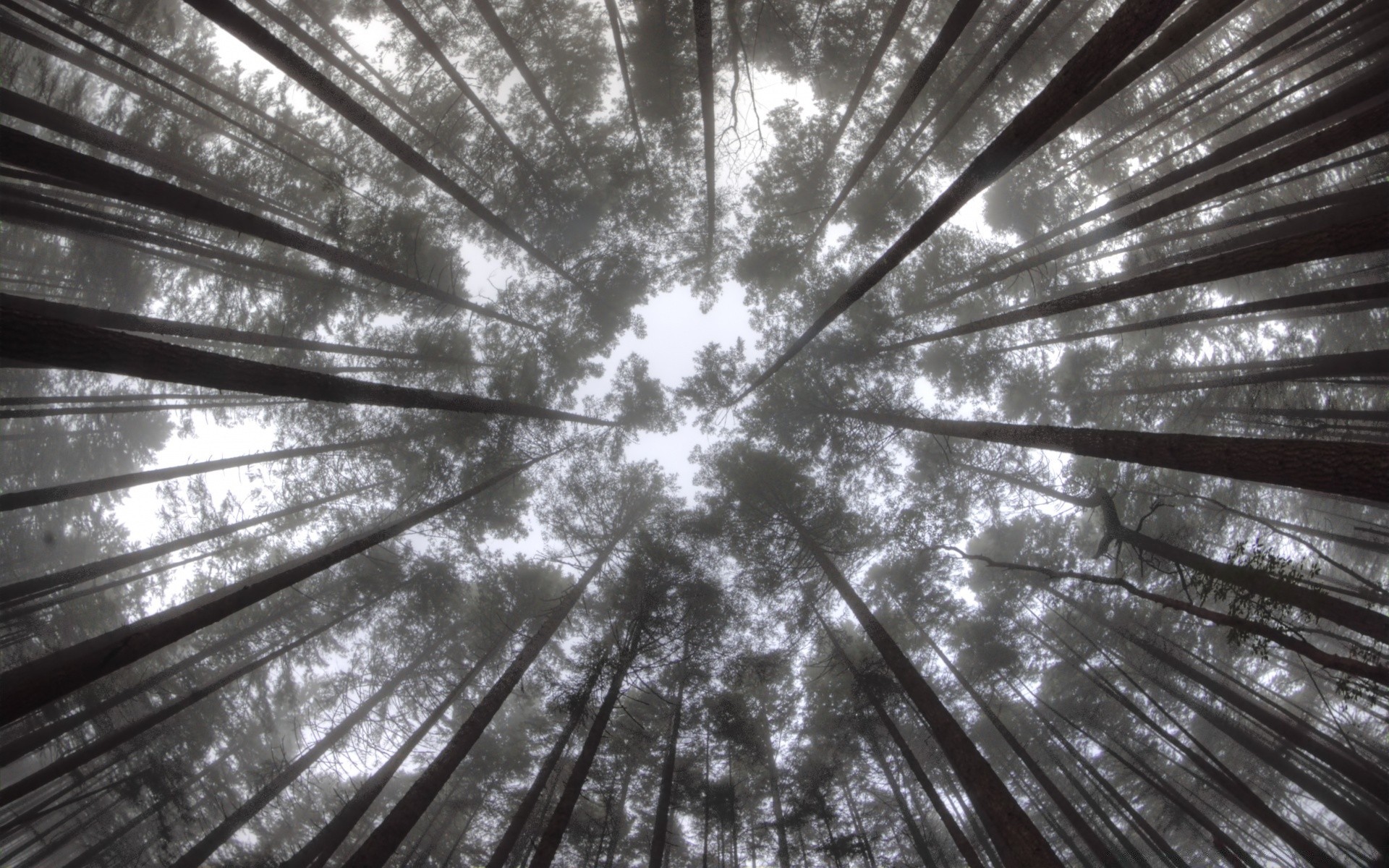 foresta astratto albero modello legno desktop luminoso futuristico luce città