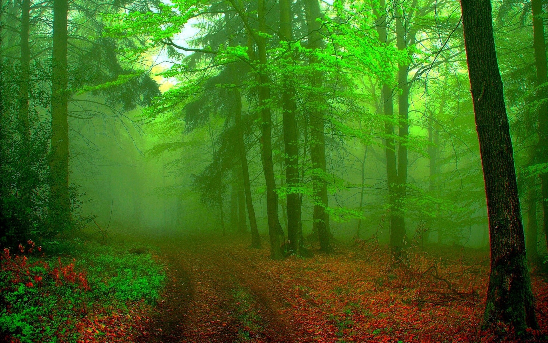 forest wood fog mist leaf landscape tree nature fall sunbeam dawn park lush sun fair weather environment light countryside backlit