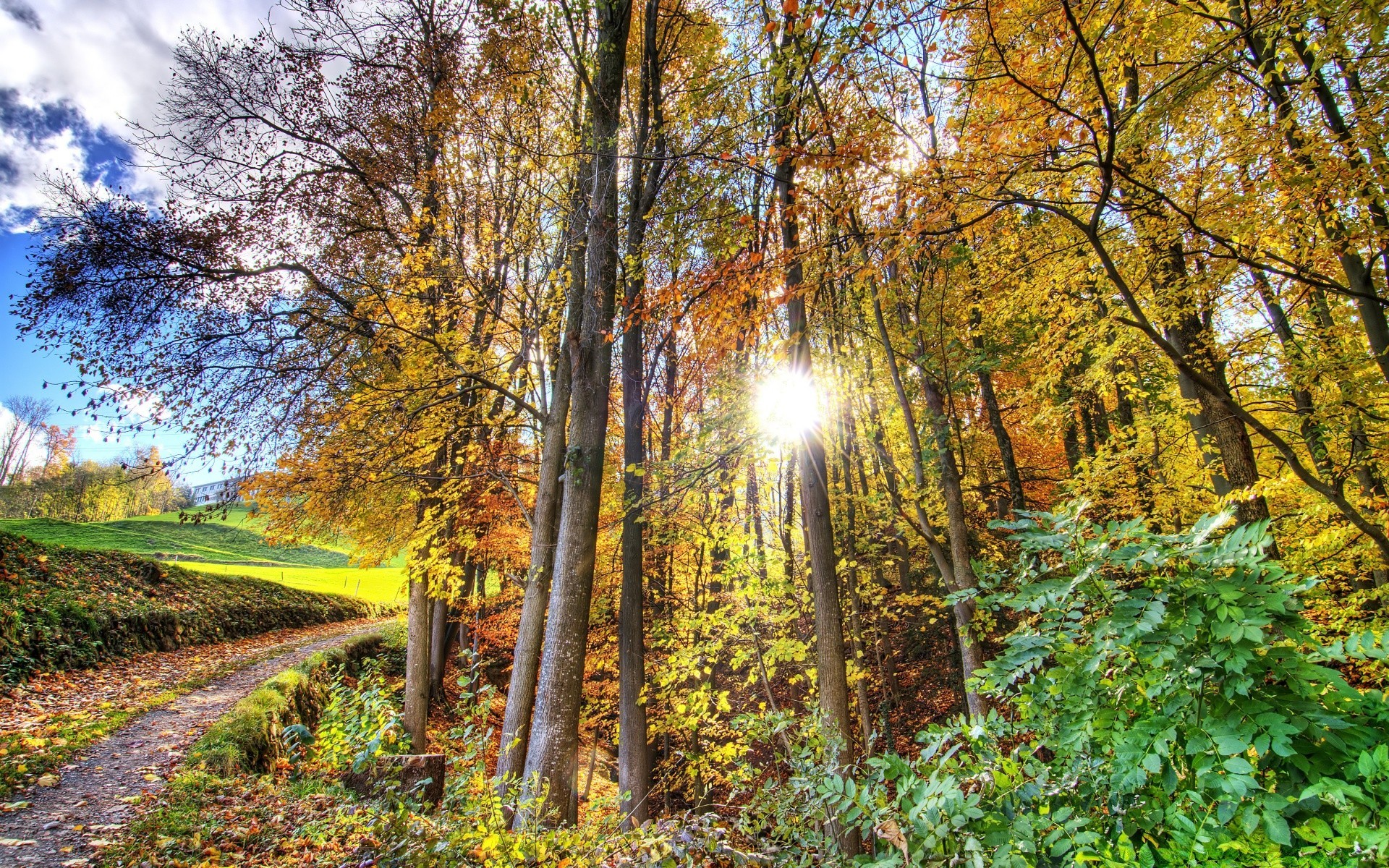 forêt bois automne feuille paysage arbre nature parc saison guide paysage scénique route beau temps scène rural campagne aube soleil branche lumineux