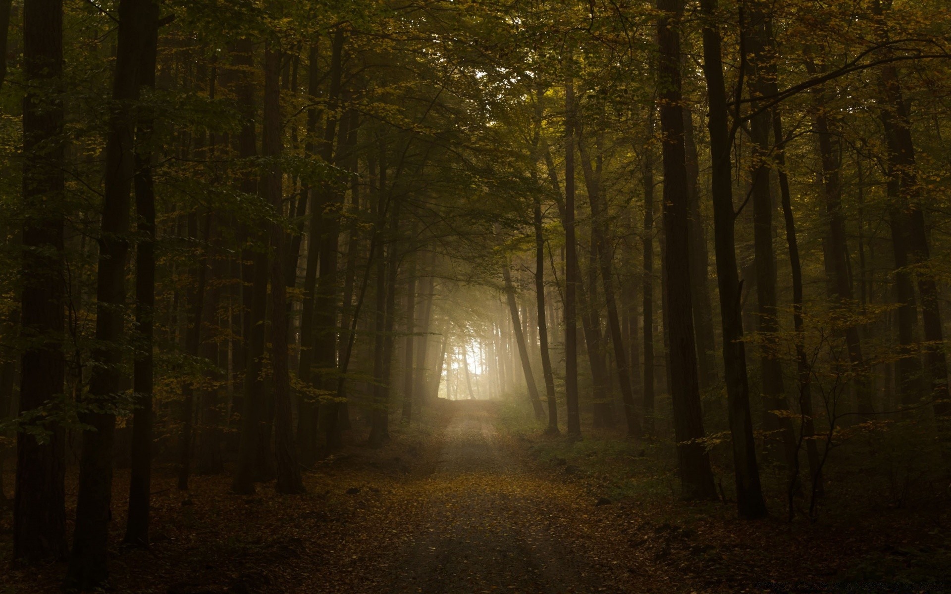 foresta nebbia raccapricciante luce autunno legno nebbia albero mistero scuro paesaggio foglia alba parco