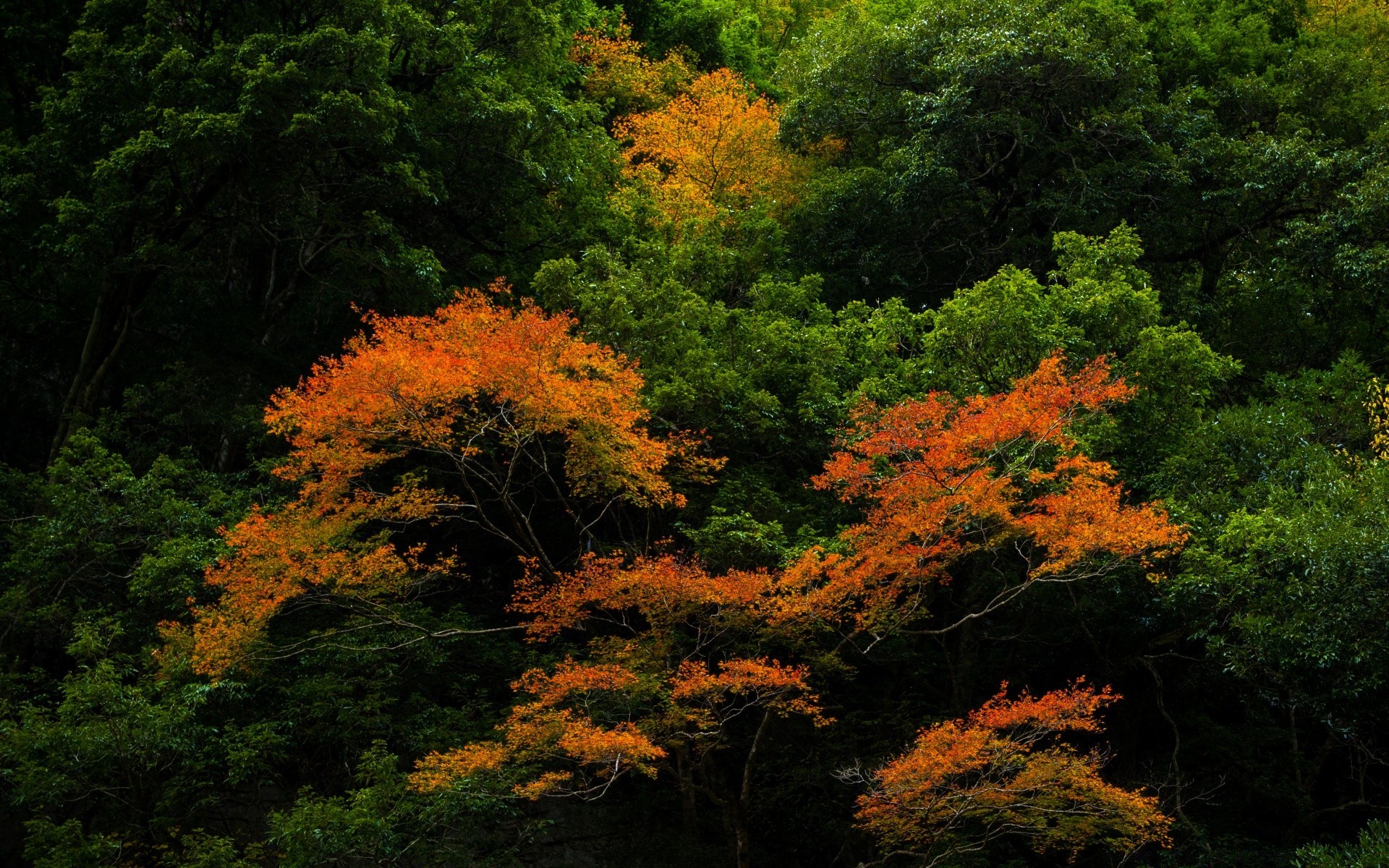 forest fall leaf tree maple wood nature landscape outdoors park lush daylight bright scenic season environment