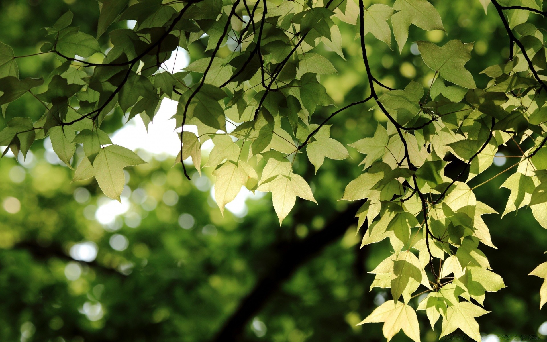 las liść flora natura wzrost drzewo ogród bujne jasne oddział lato środowisko dobra pogoda pulpit drewno słońce na zewnątrz kolor zbliżenie park