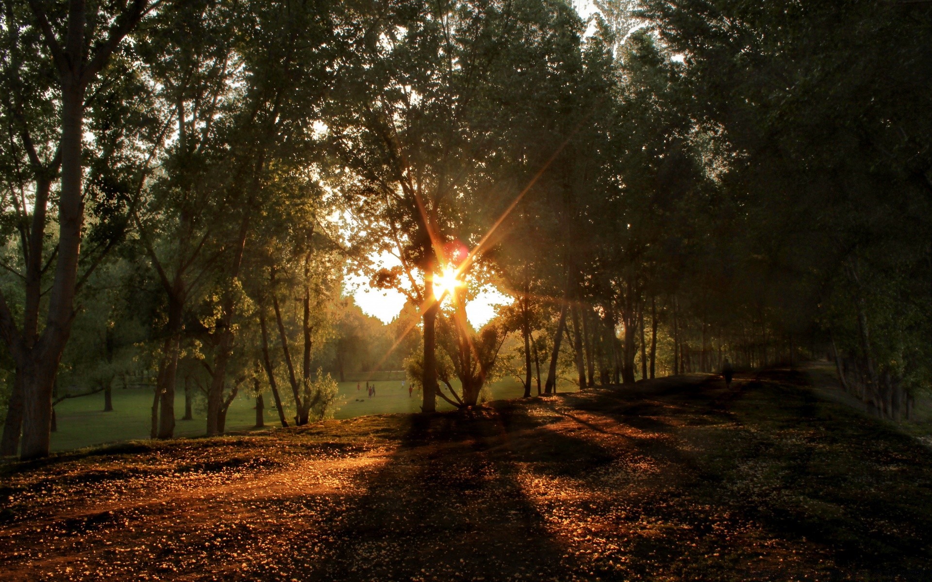 forest tree wood light landscape nature dawn fog sun fall park mist fair weather