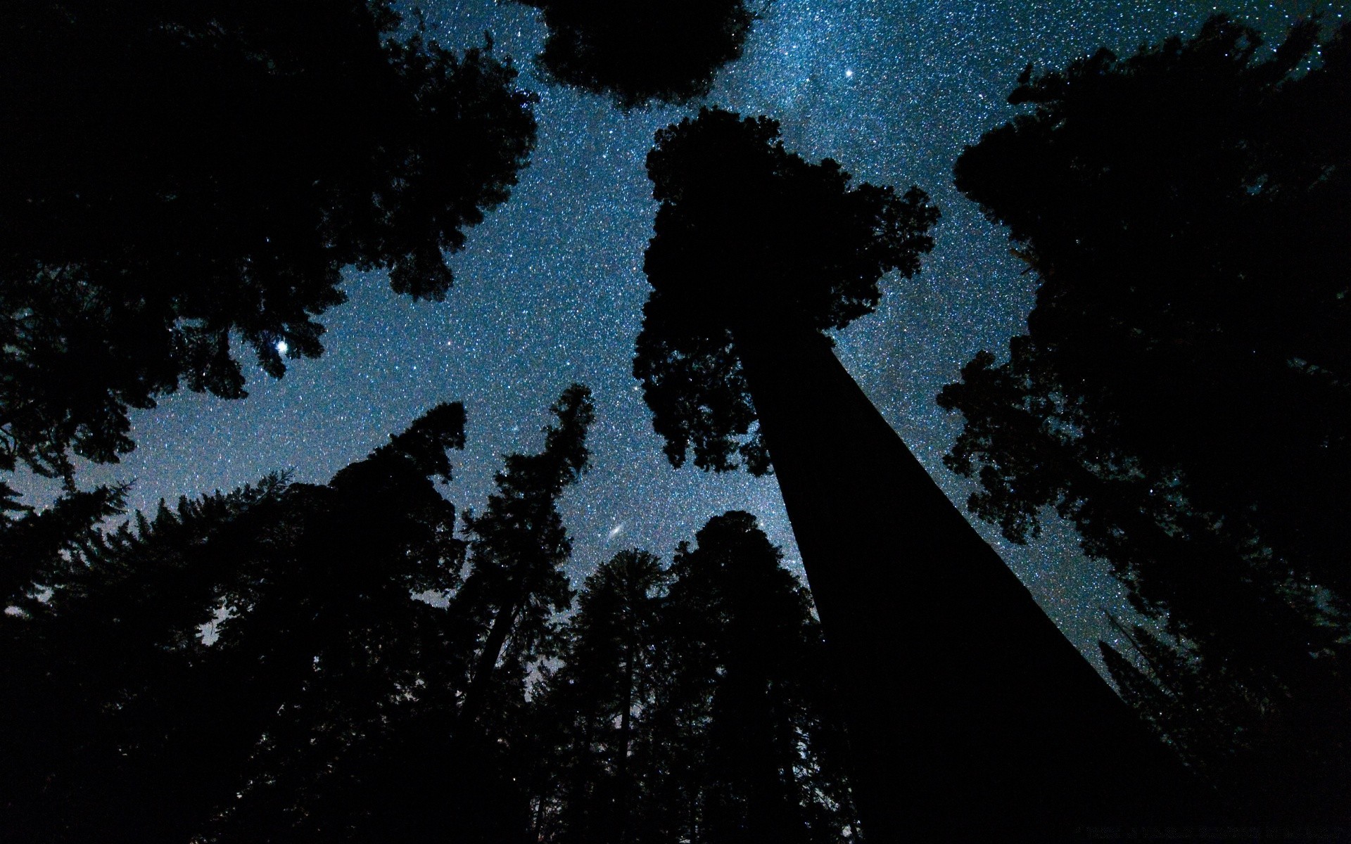 forêt silhouette paysage arbre rétro-éclairé lumière ciel lune à l extérieur lumière du jour nature bureau aube soir ombre météo sombre