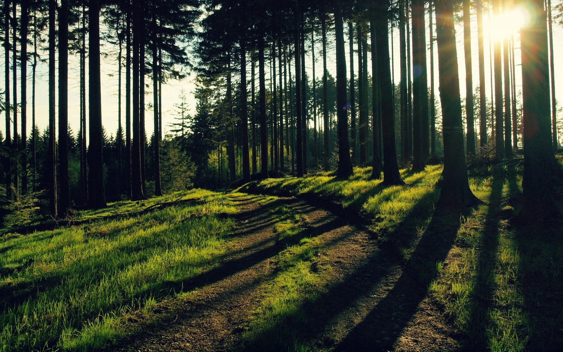 forest landscape wood tree nature outdoors light sun dawn fair weather environment park