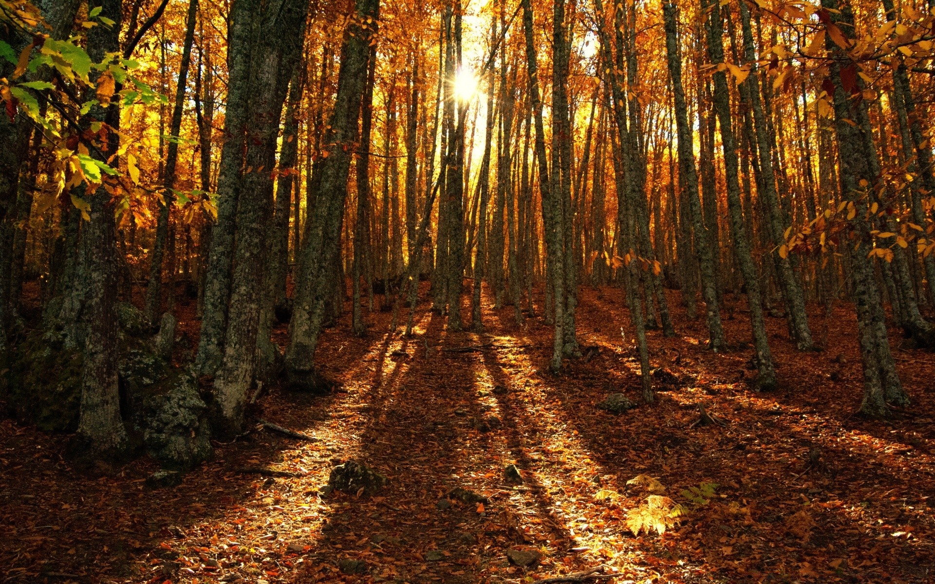 bosque madera árbol hoja otoño paisaje parque naturaleza guía escénico buen tiempo luz amanecer al aire libre temporada oro camino medio ambiente sol carretera