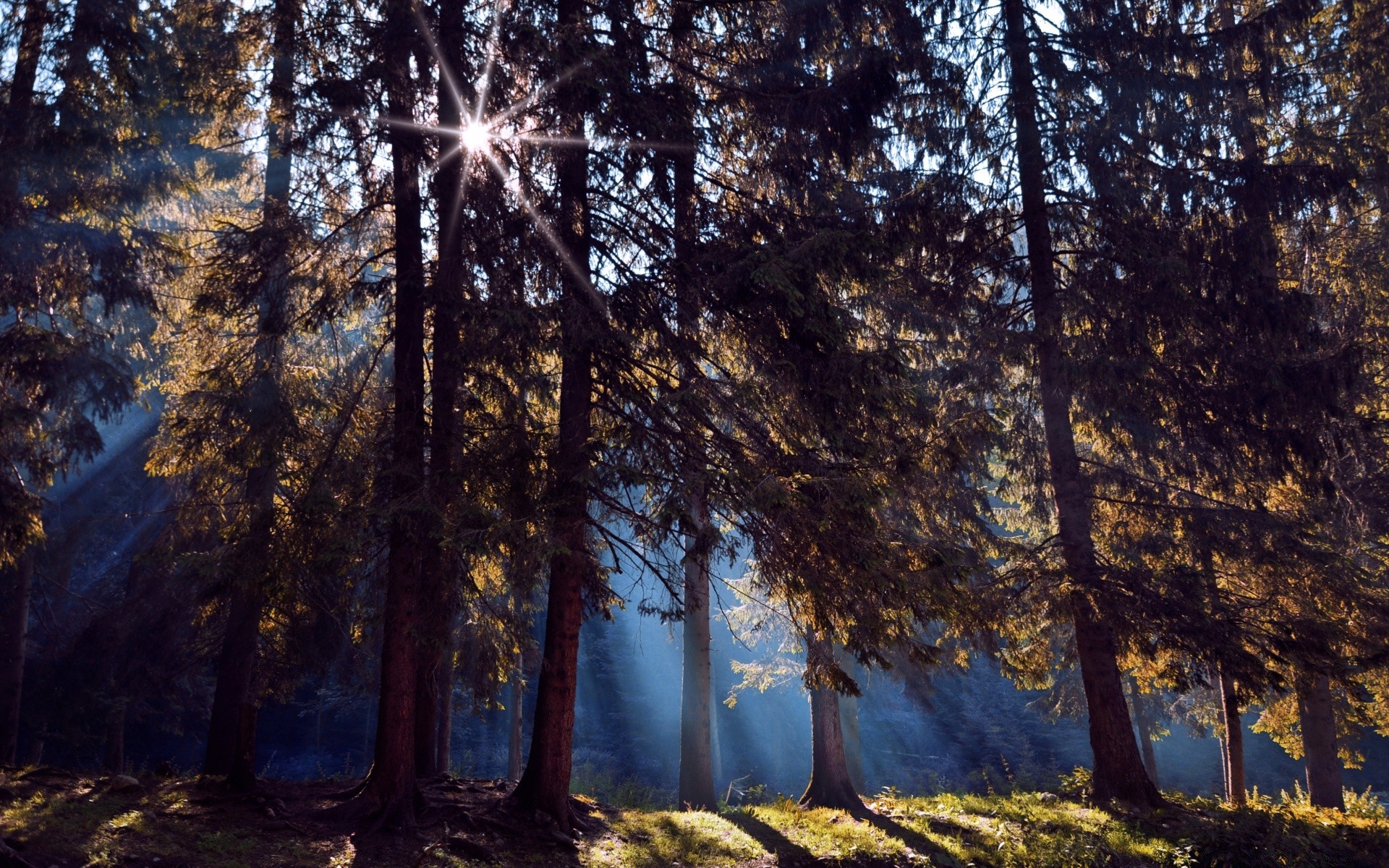 las drewno drewno natura krajobraz świt dobra pogoda słońce światło oddział na zewnątrz jesień park środa liść sceniczny sezon jasny wieczór