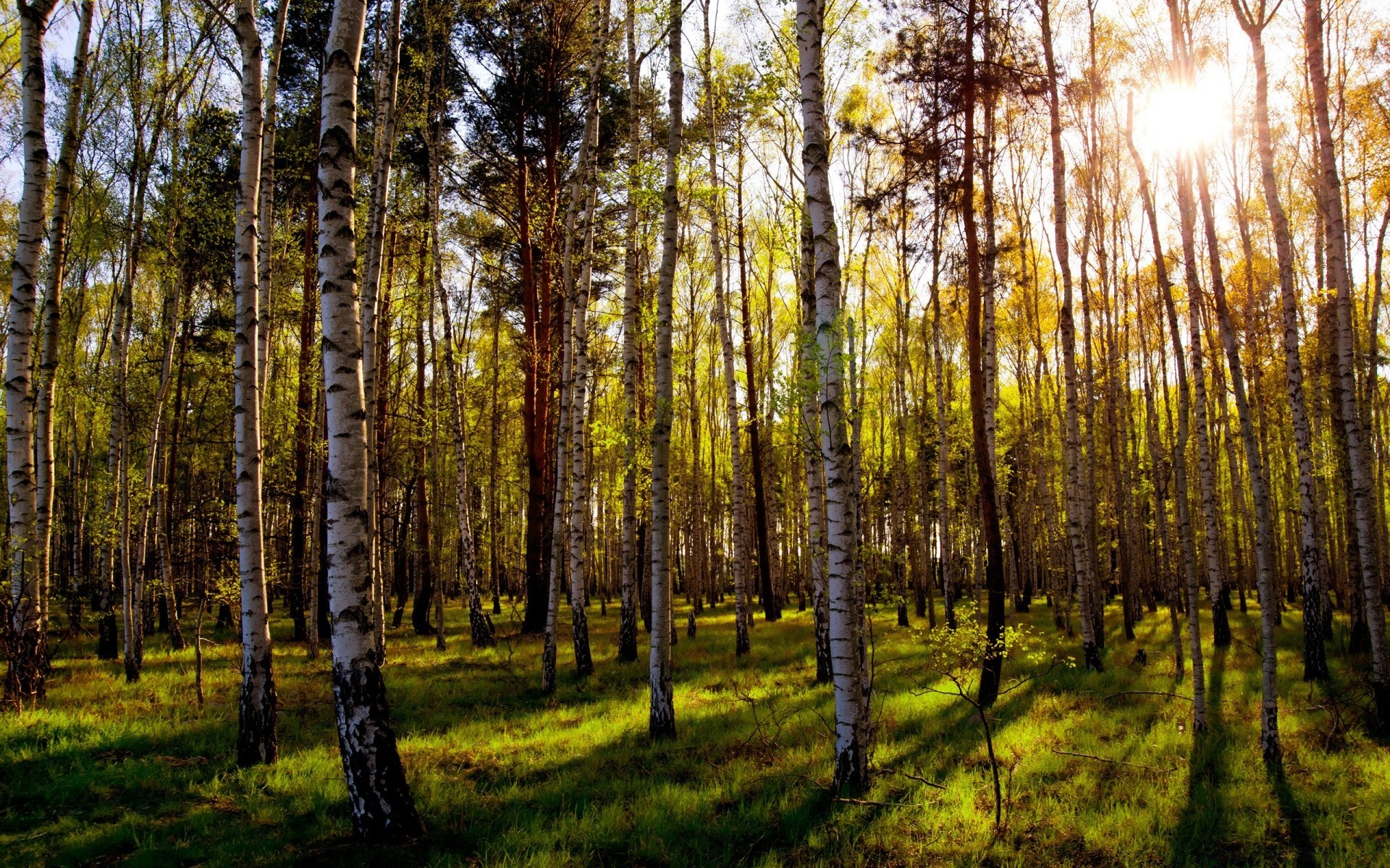 forêt bois arbre paysage nature beau temps feuille soleil environnement extérieur parc aube saison tronc rural campagne luxuriante pittoresque lumineux automne