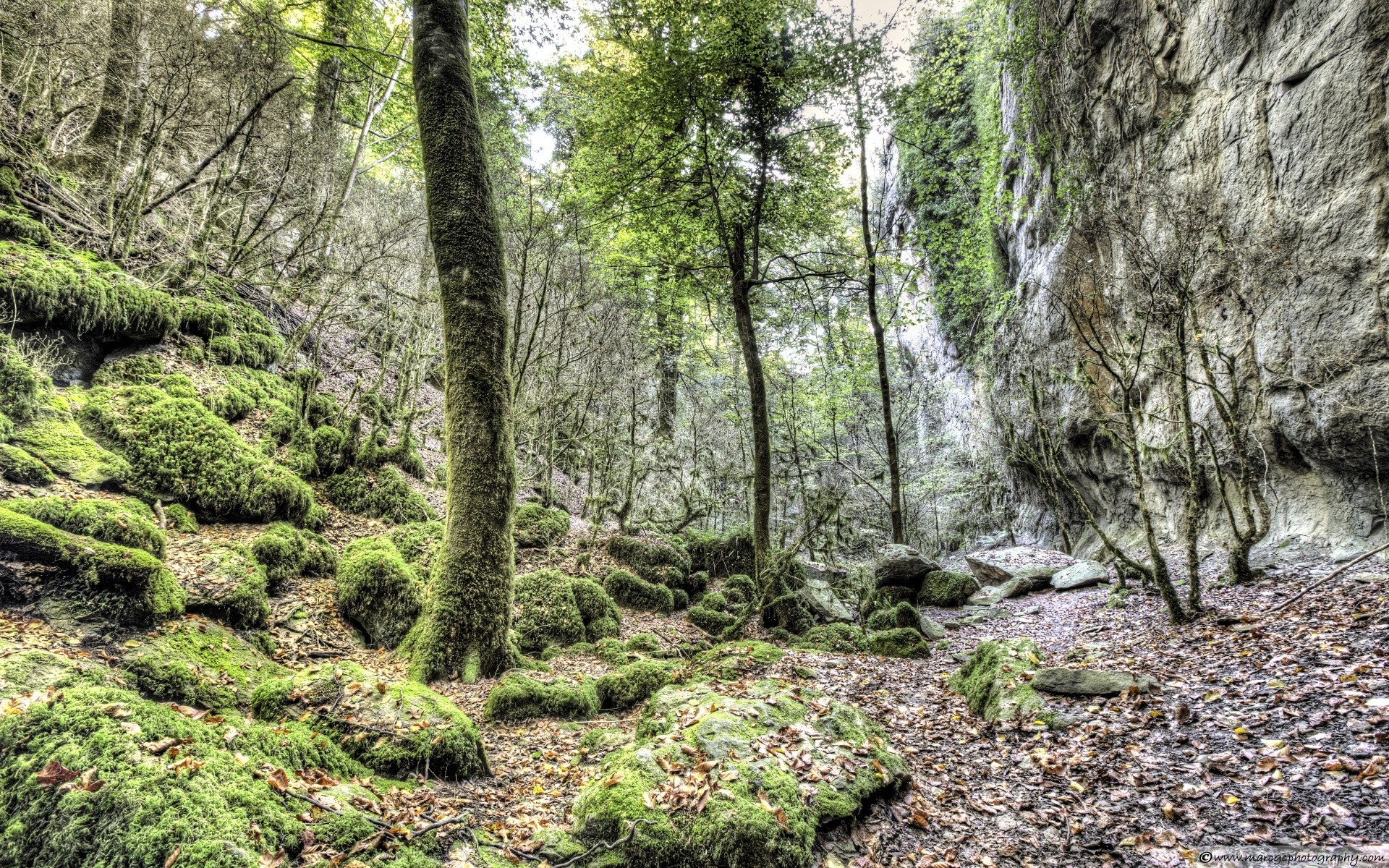 wald holz natur landschaft baum moos blatt umwelt flora park wild im freien üppig regenwald dschungel landschaft landschaftlich sommer jahreszeit