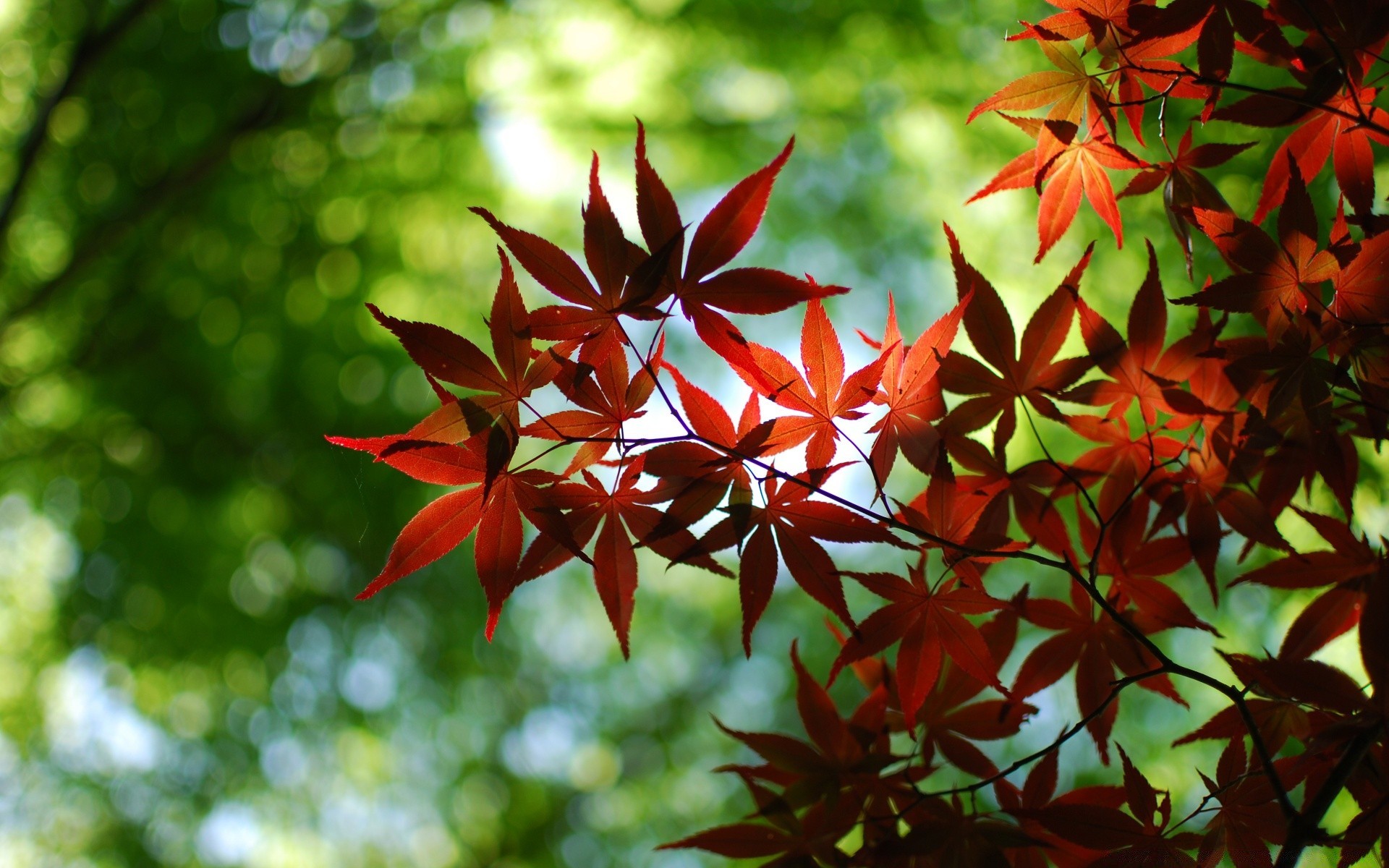 foresta foglia natura flora albero luminoso stagione colore estate giardino crescita esterna