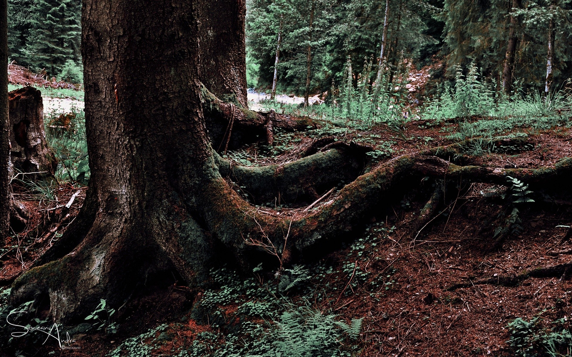 forest wood tree nature trunk leaf outdoors environment moss bark park landscape conifer travel root fall flora log