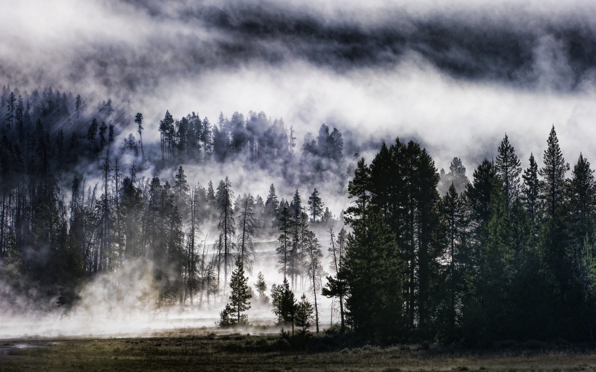 floresta árvore névoa névoa paisagem natureza madeira ao ar livre amanhecer céu outono tempo