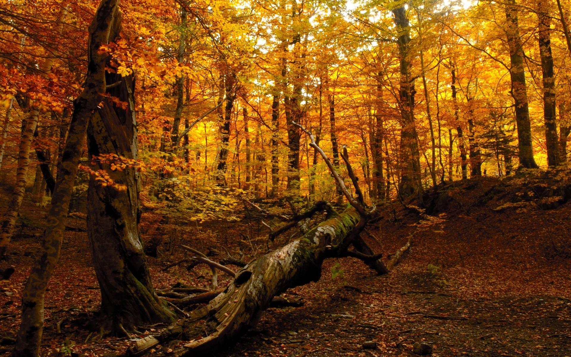 bosco legno autunno albero foglia natura parco paesaggio panoramica ambientazione esterna luce diurna oro bella stagione acero ambiente stagione luce