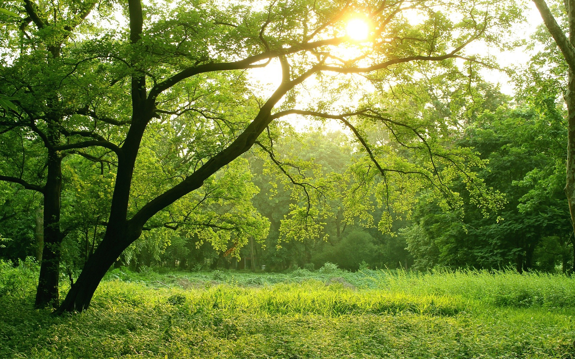 wald landschaft holz holz natur saison blatt landschaftlich landschaft landschaftlich szene park umwelt landschaft gutes wetter dämmerung gras sonne üppig zweig sommer