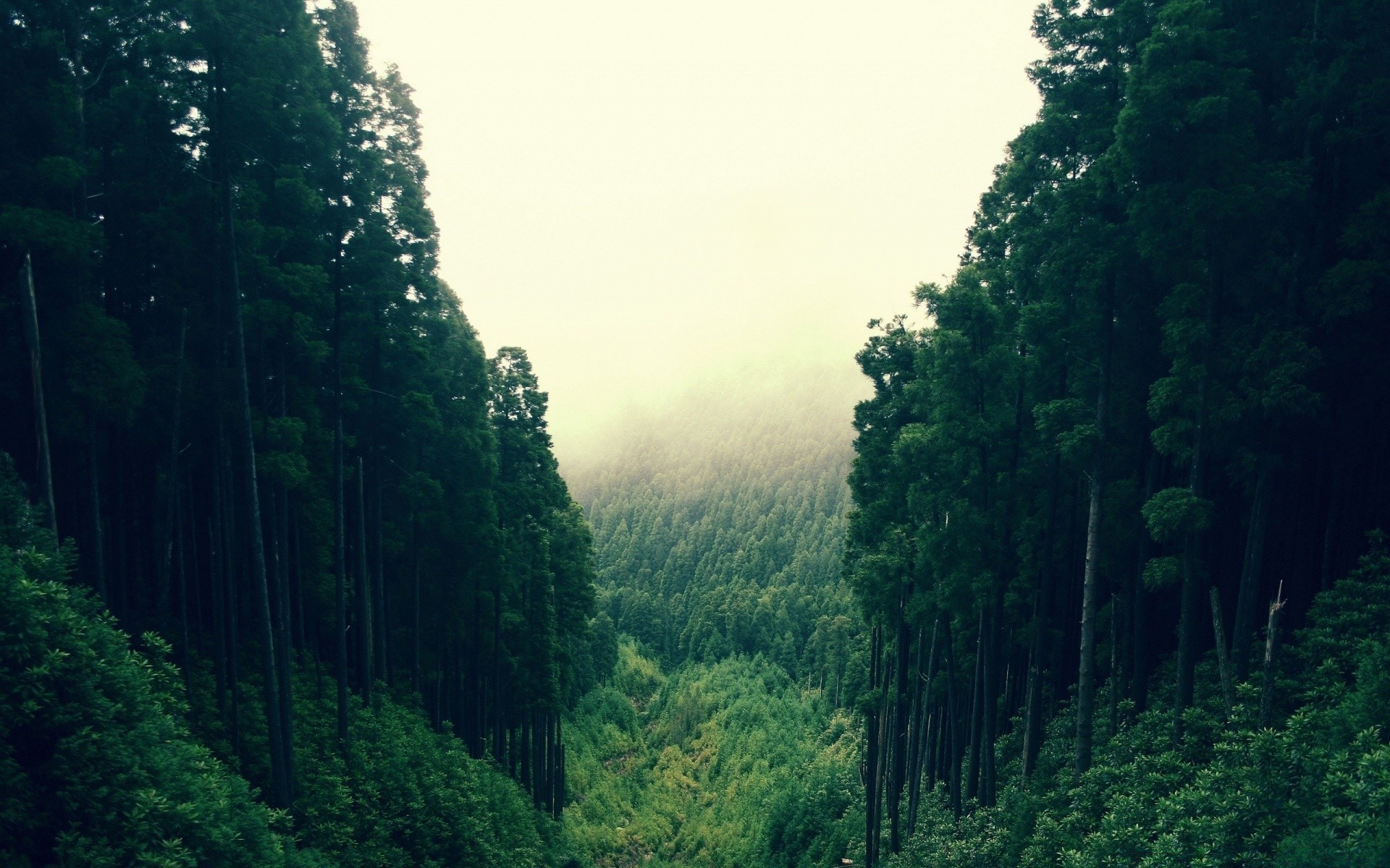 forest tree fog wood outdoors nature mist landscape daylight travel leaf conifer lush scenic environment road evergreen mountain dawn