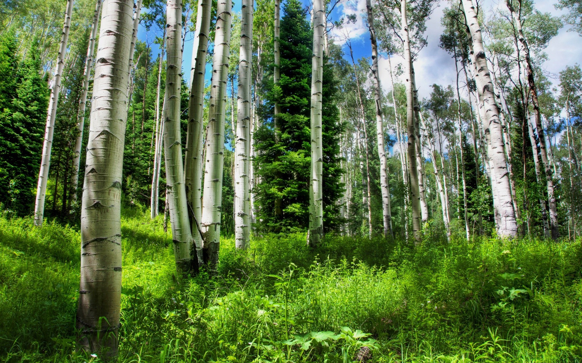 forêt bois nature paysage arbre environnement flore feuille tronc bouleau à l extérieur écorce été beau temps luxuriante sauvage rural ecologie parc saison